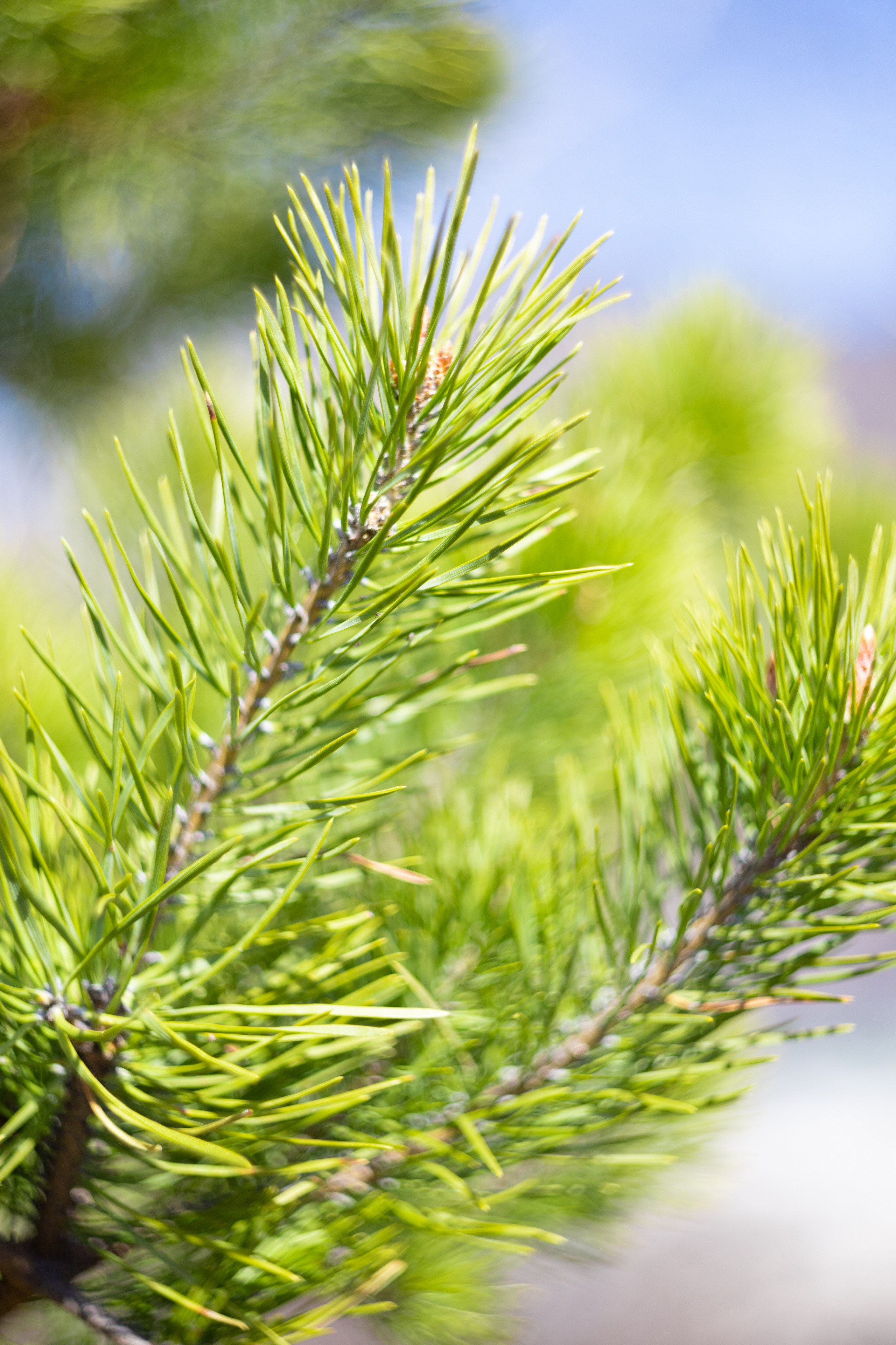 Горный Алтай. Фотограф в Кемерово Анна Оськина