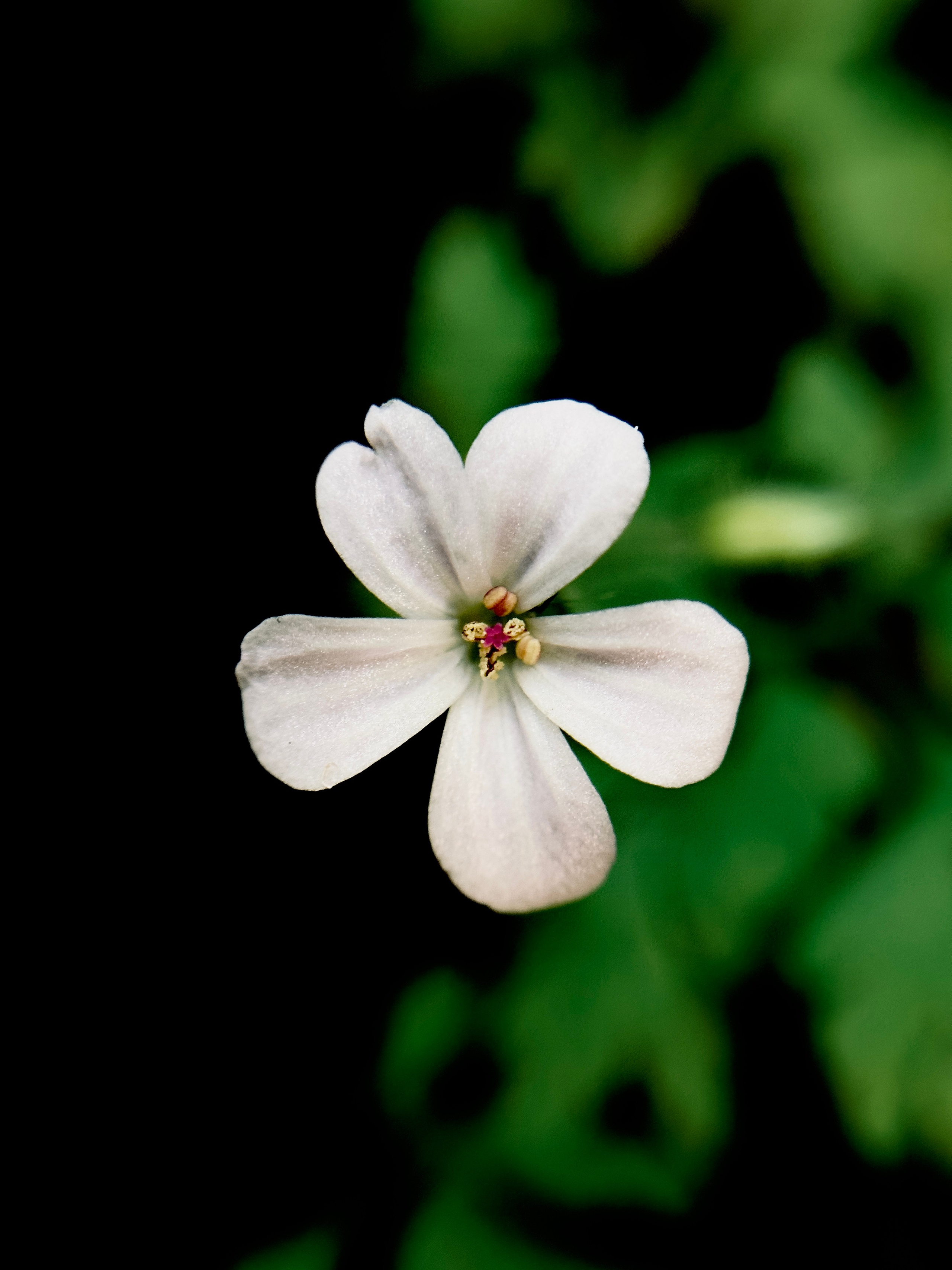 Макро любовь. Смотри, красота!