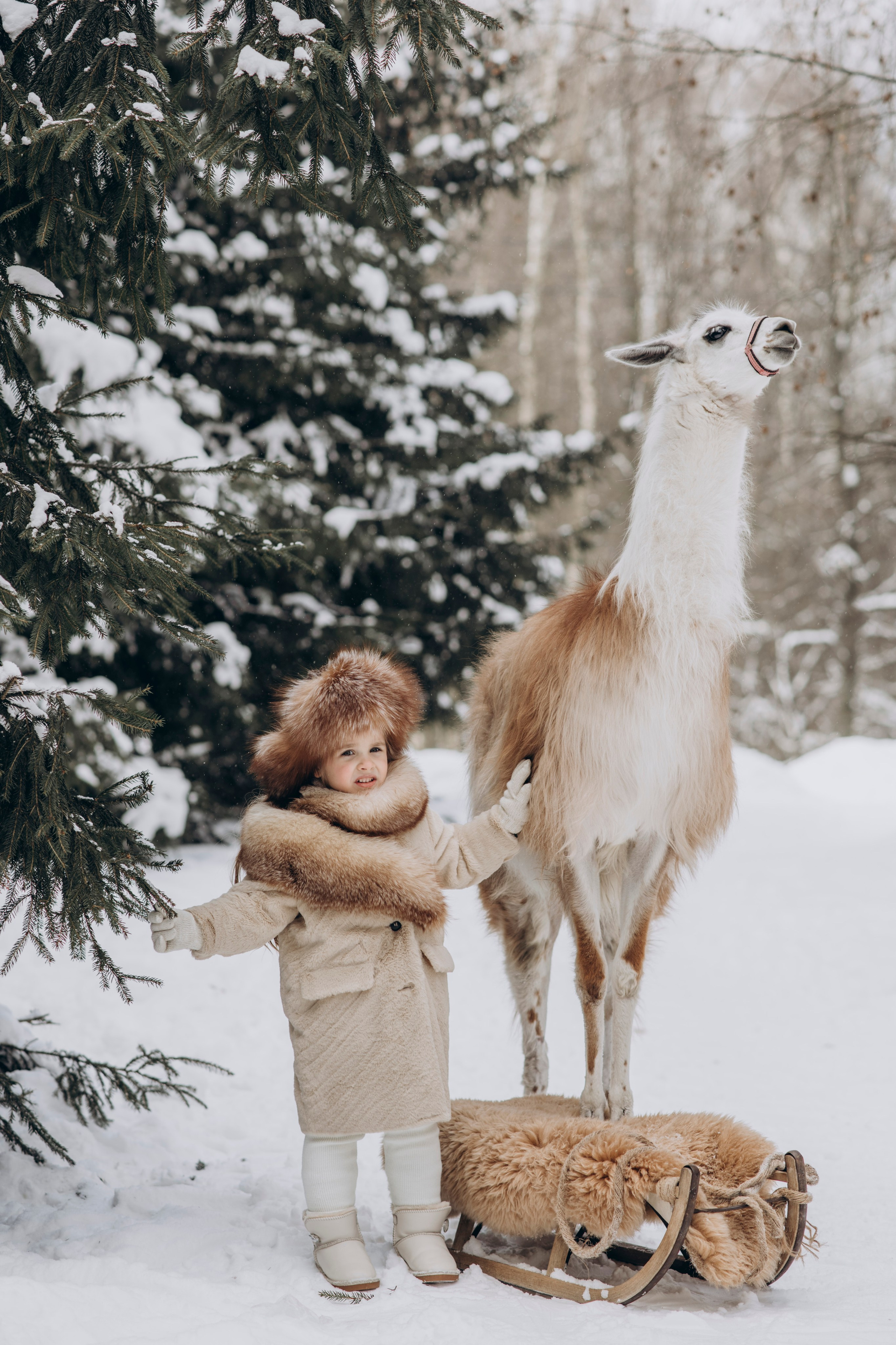 Зимняя фотосессия с Альпаками. Свадебный фотограф в Дмитрове
