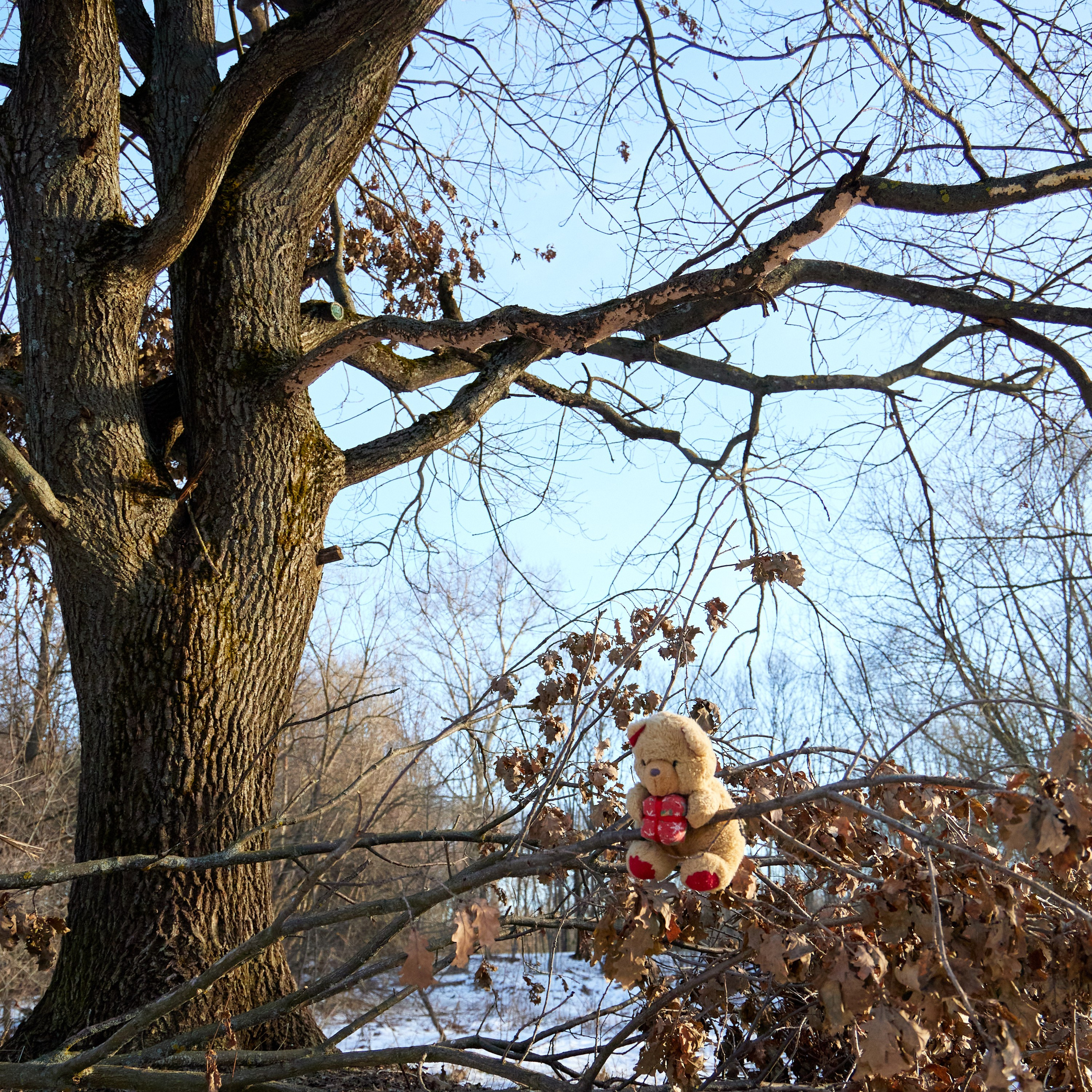 Путешествие одного Медведя. Предметный и контентный фотограф в Москве Курочкина Оксана