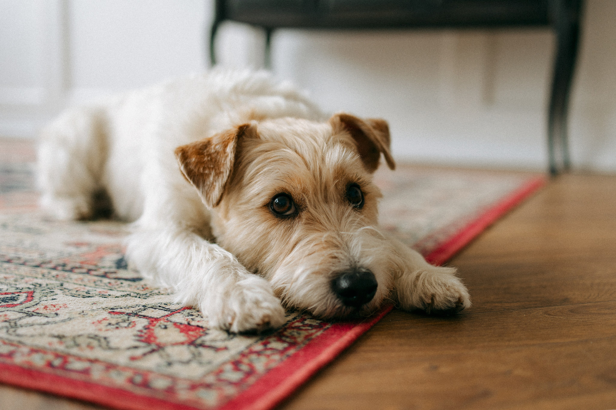 Цунами, Теон и Женя. Фотограф анималист Анастасия Пикей