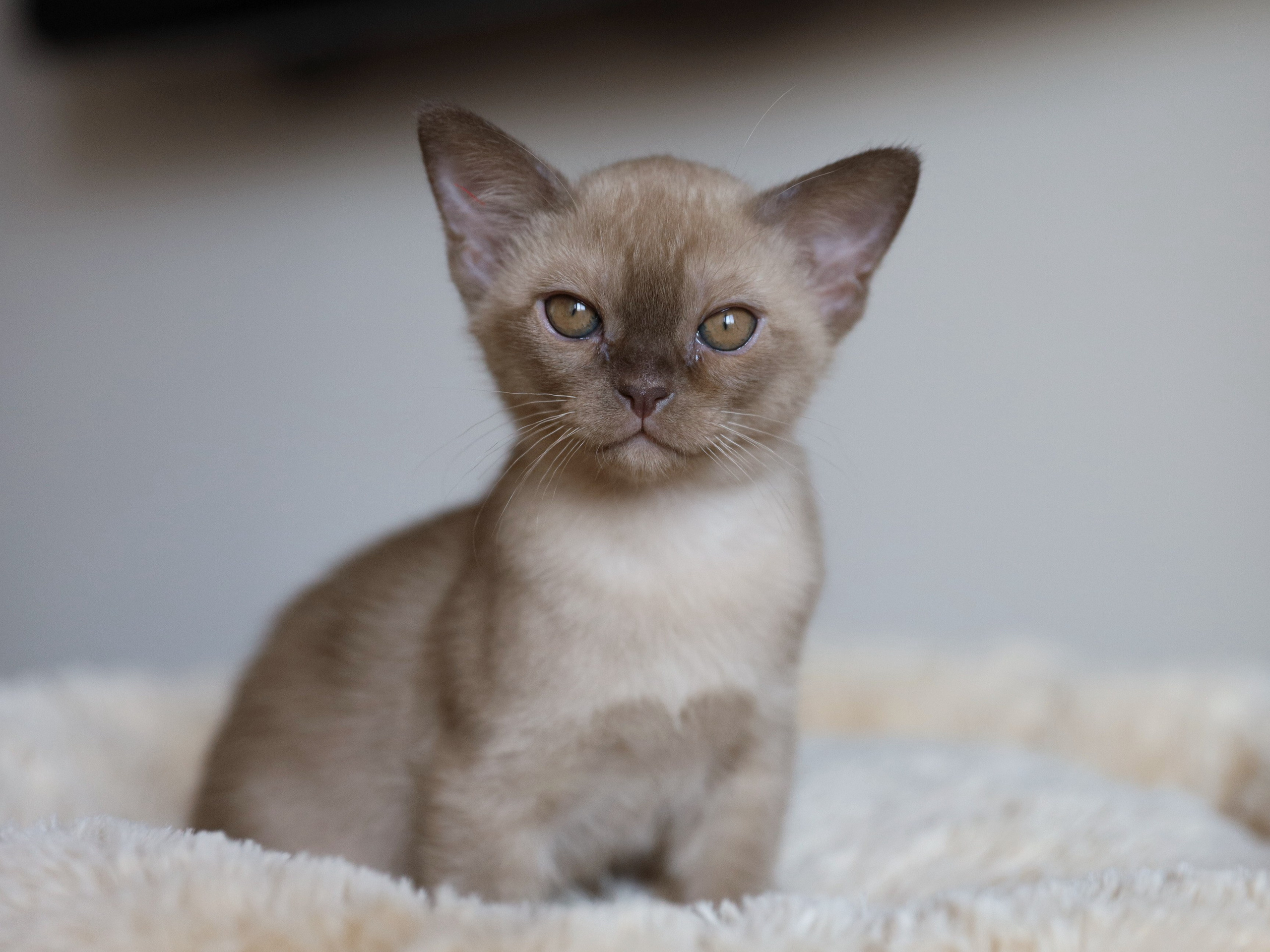 Casper. Cattery “Bouncy Life”