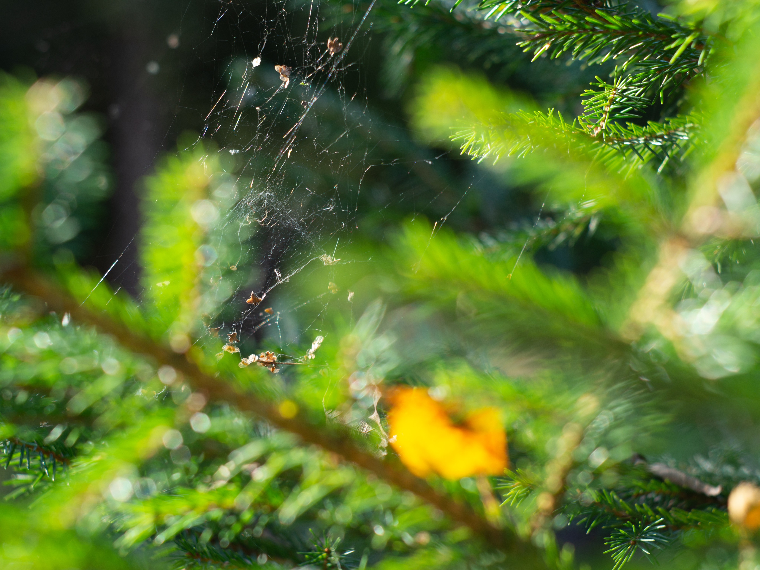 20230923-25 Родники. Дмитрий Ремизов. Фотография, как хобби