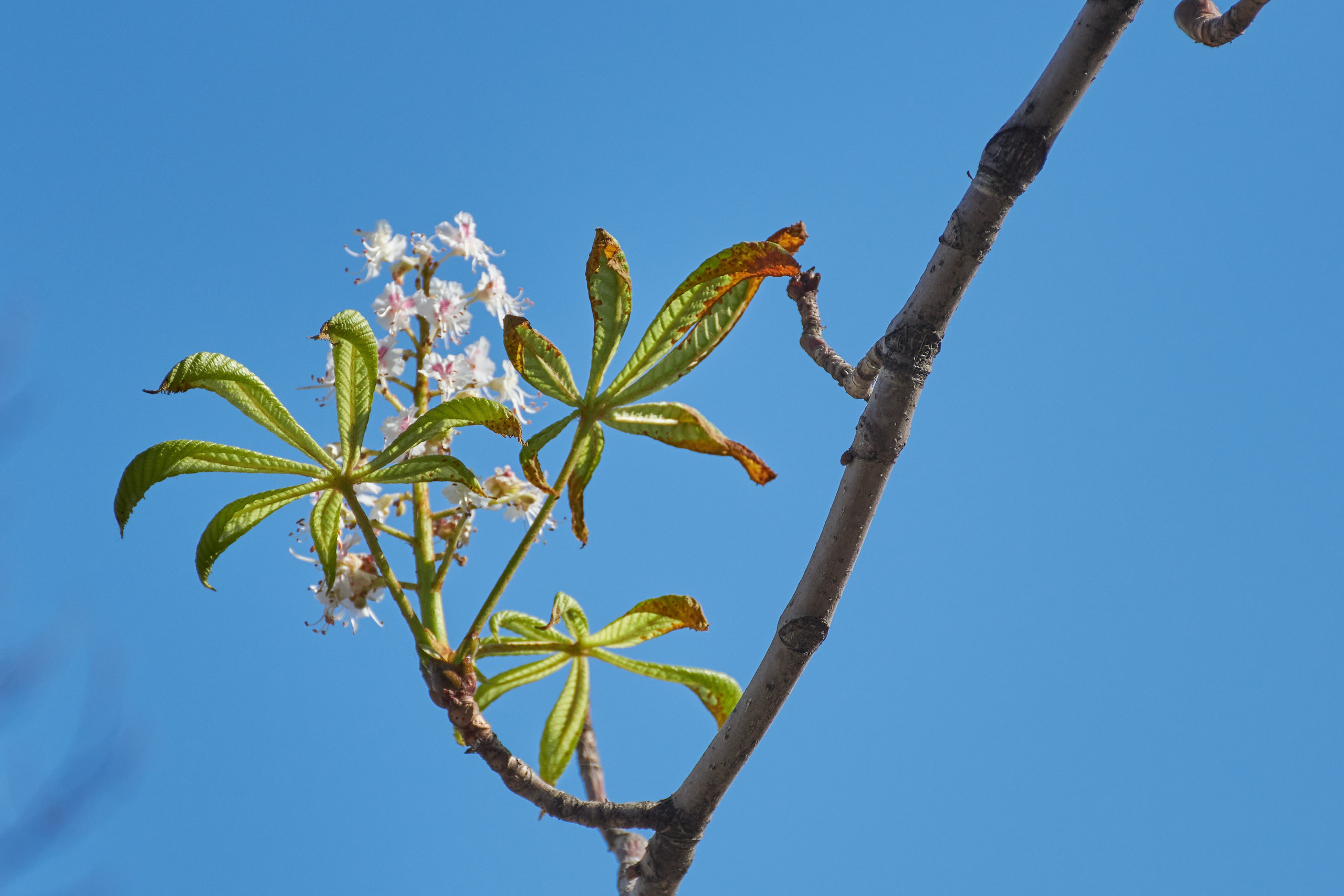 20201004 Бульварное кольцо. Дмитрий Ремизов. Фотография, как хобби