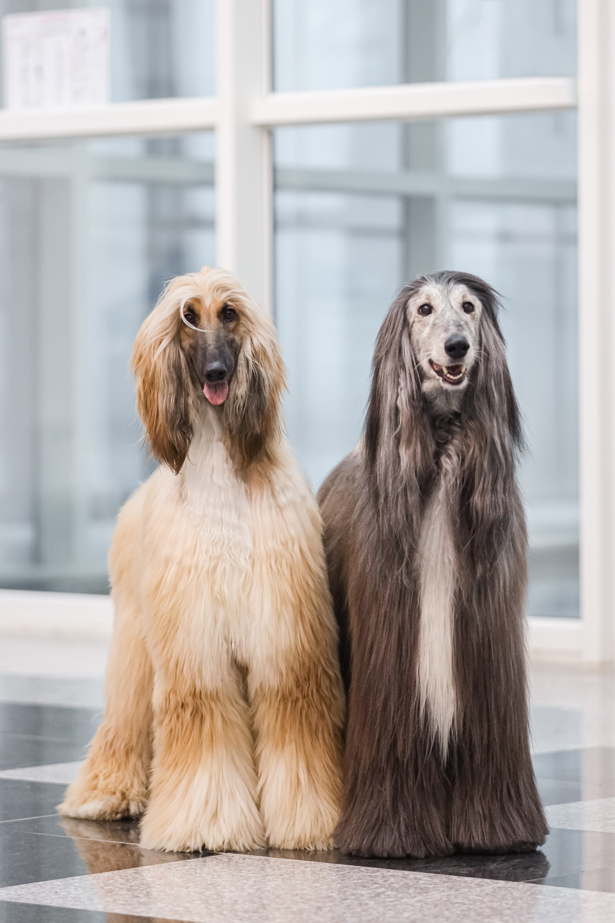 Международная выставка собак СACIB FCI 29-30.11.2025. Галерея фотографий афганской борзой