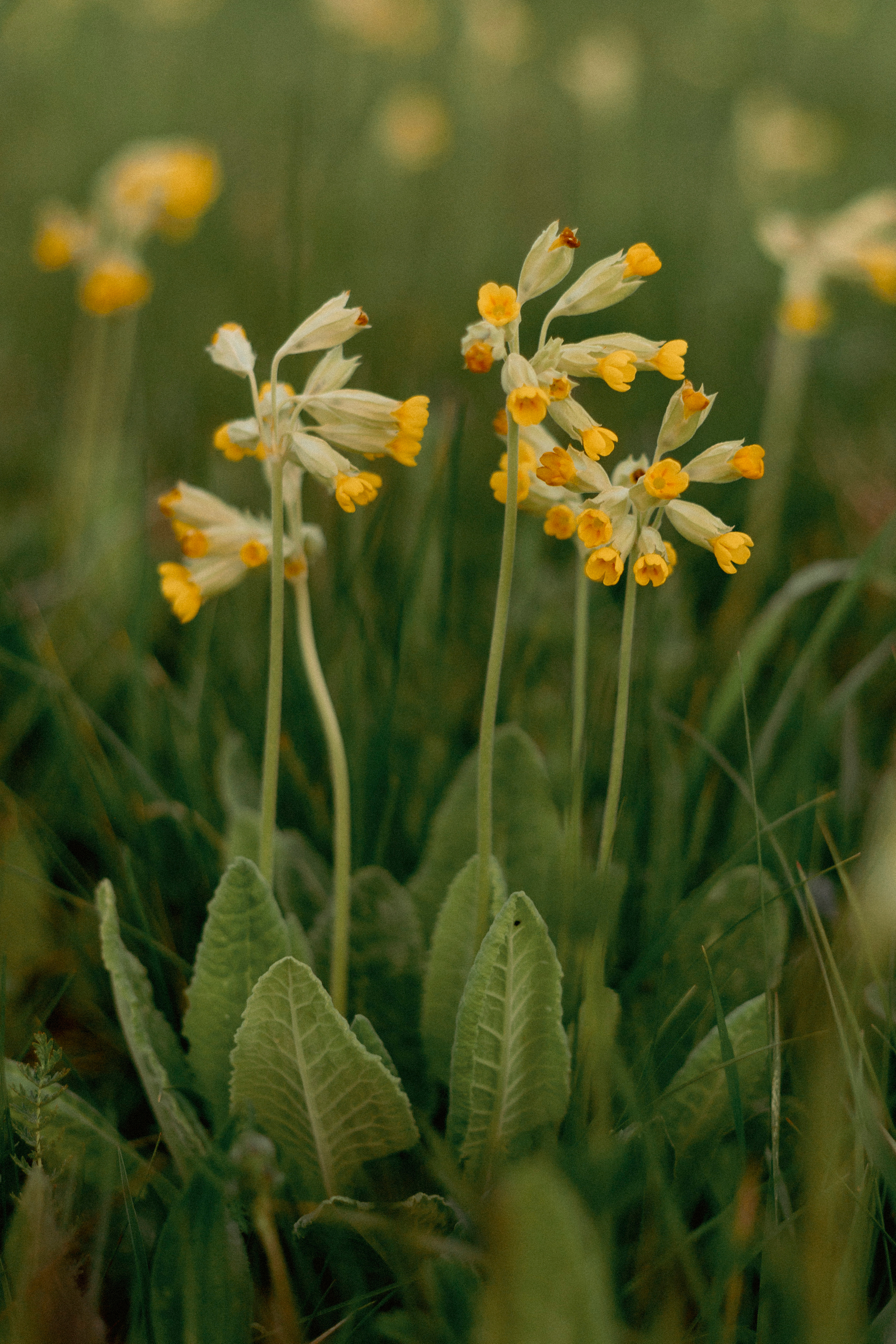 Таня и Илья. Фотограф в Москве и Серпухове Анастасия Руднева