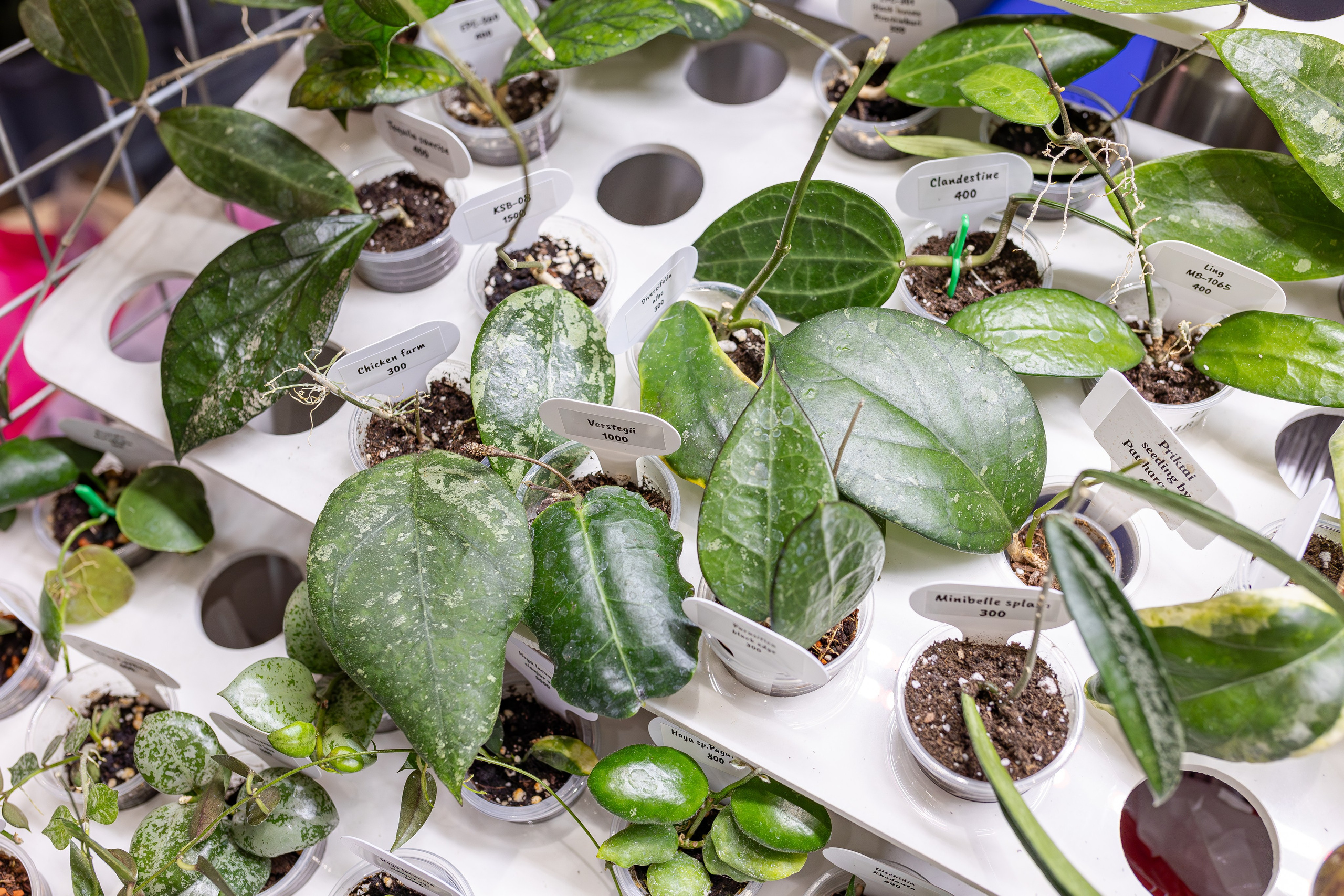 Монстериум апрель 2026. Александра Куликова фотограф, Москва