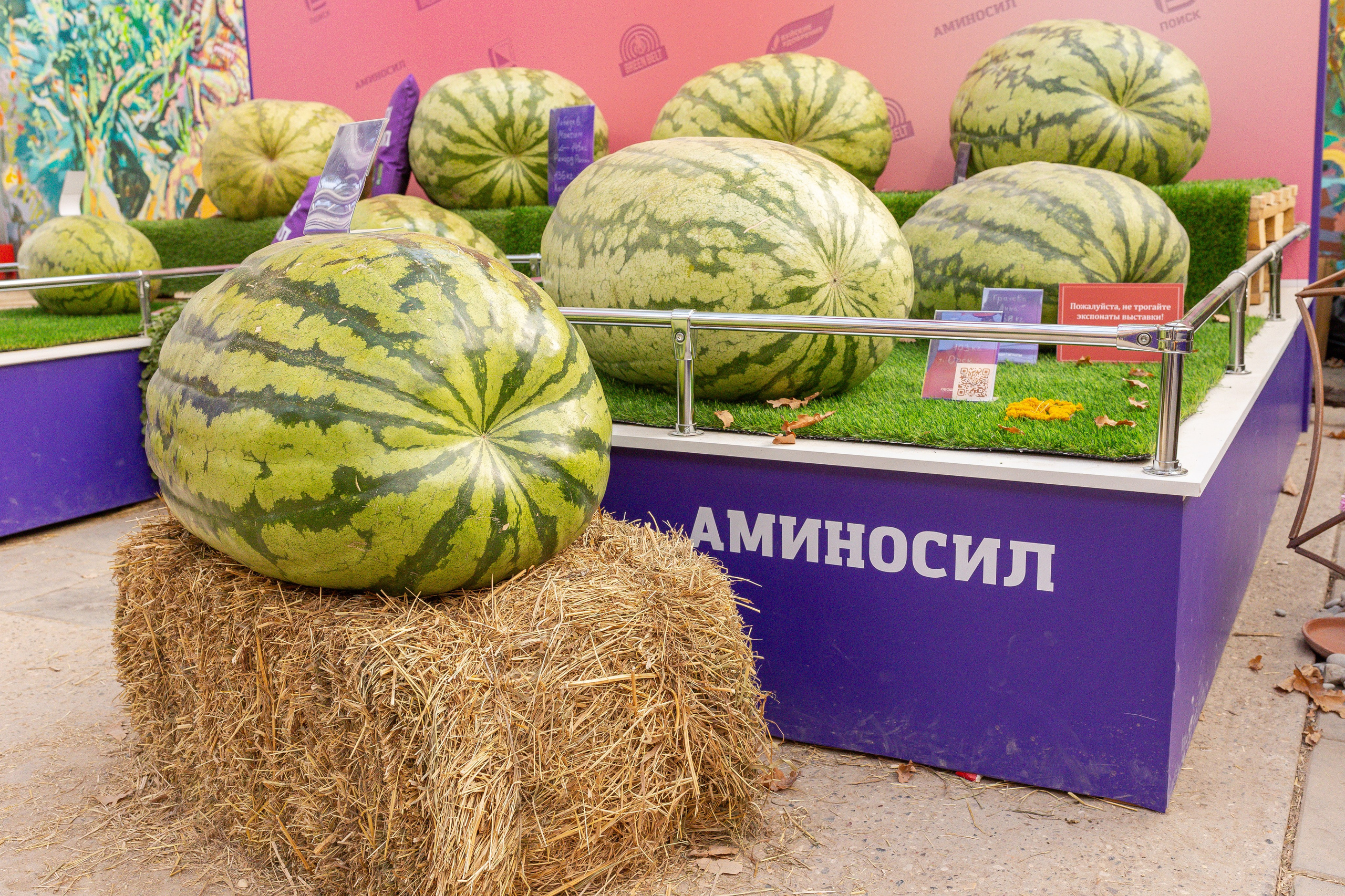 Овощи-гиганты. Александра Куликова фотограф, Москва