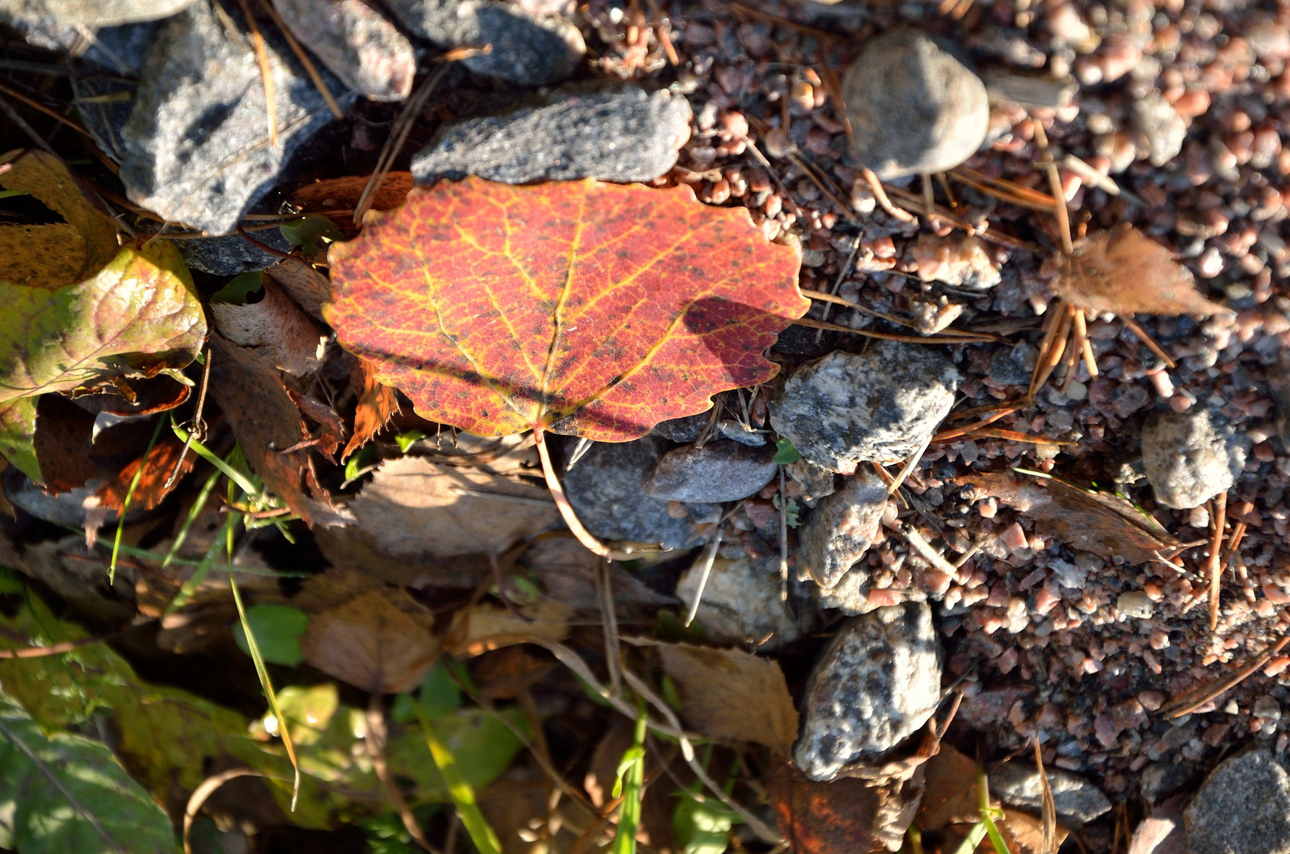 Природа и анималистика. Добро пожаловать на мой сайт, меня зовут Наталия, я фотограф