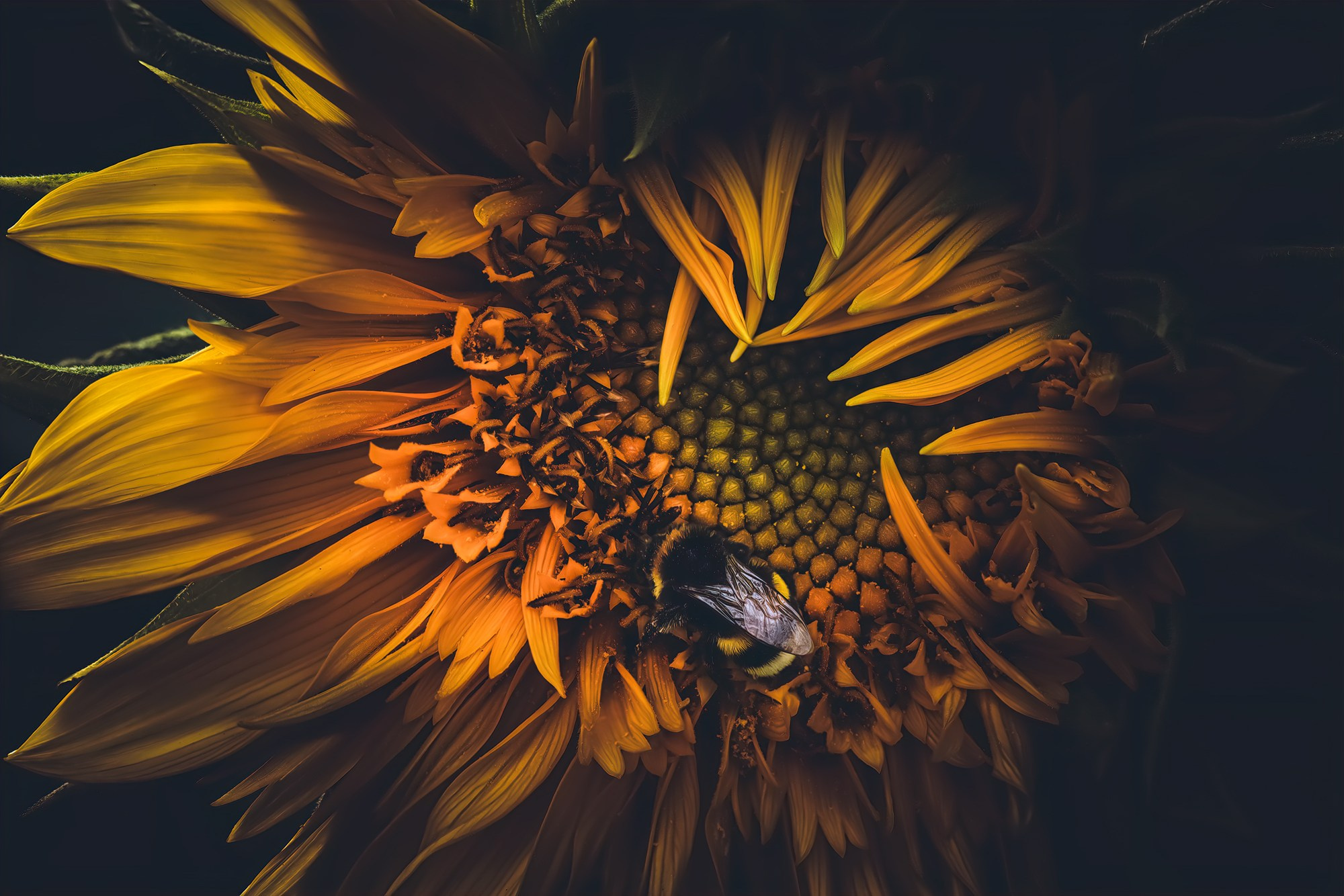 WILDLIFE IN THE GARDEN. Eirene G |  Photoartist | Flowers from my garden