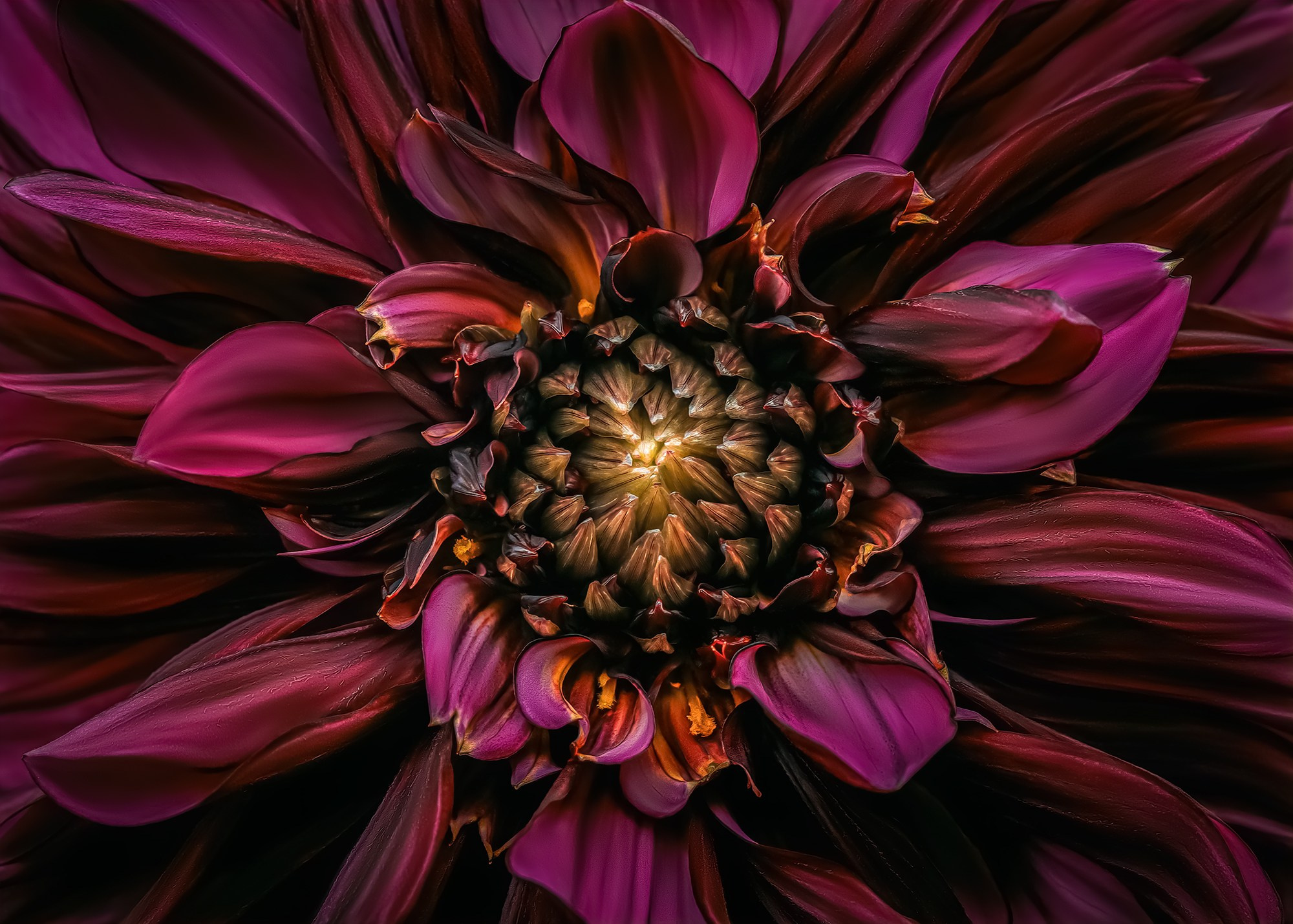 DAHLIAS. Eirene G |  Photoartist | Flowers from my garden