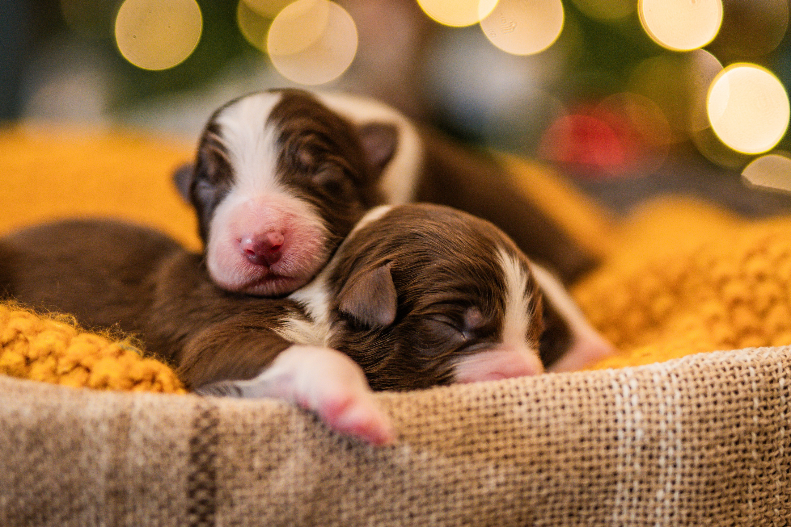 Фритсвит. Семейный фотограф Ефремова Виктория
