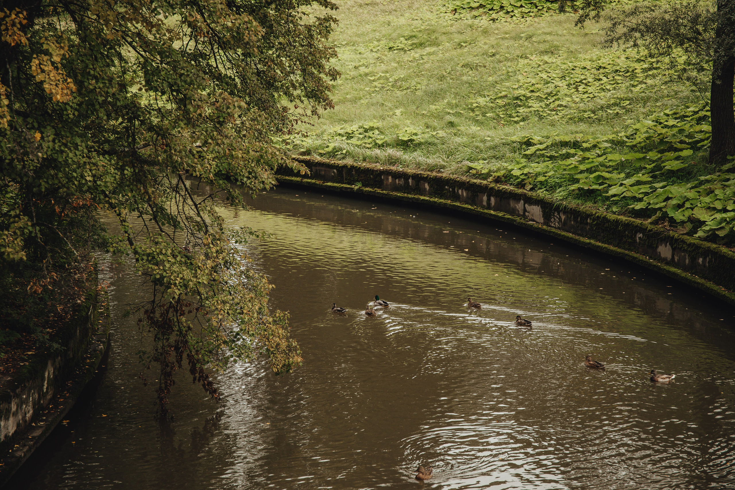 Кристина & Женя. Пушкин — Павловск. Свадебный и семейный фотограф Пушкин Царское Село СПБ Питер Санкт-Петербург и Рязань Ольга Козлова