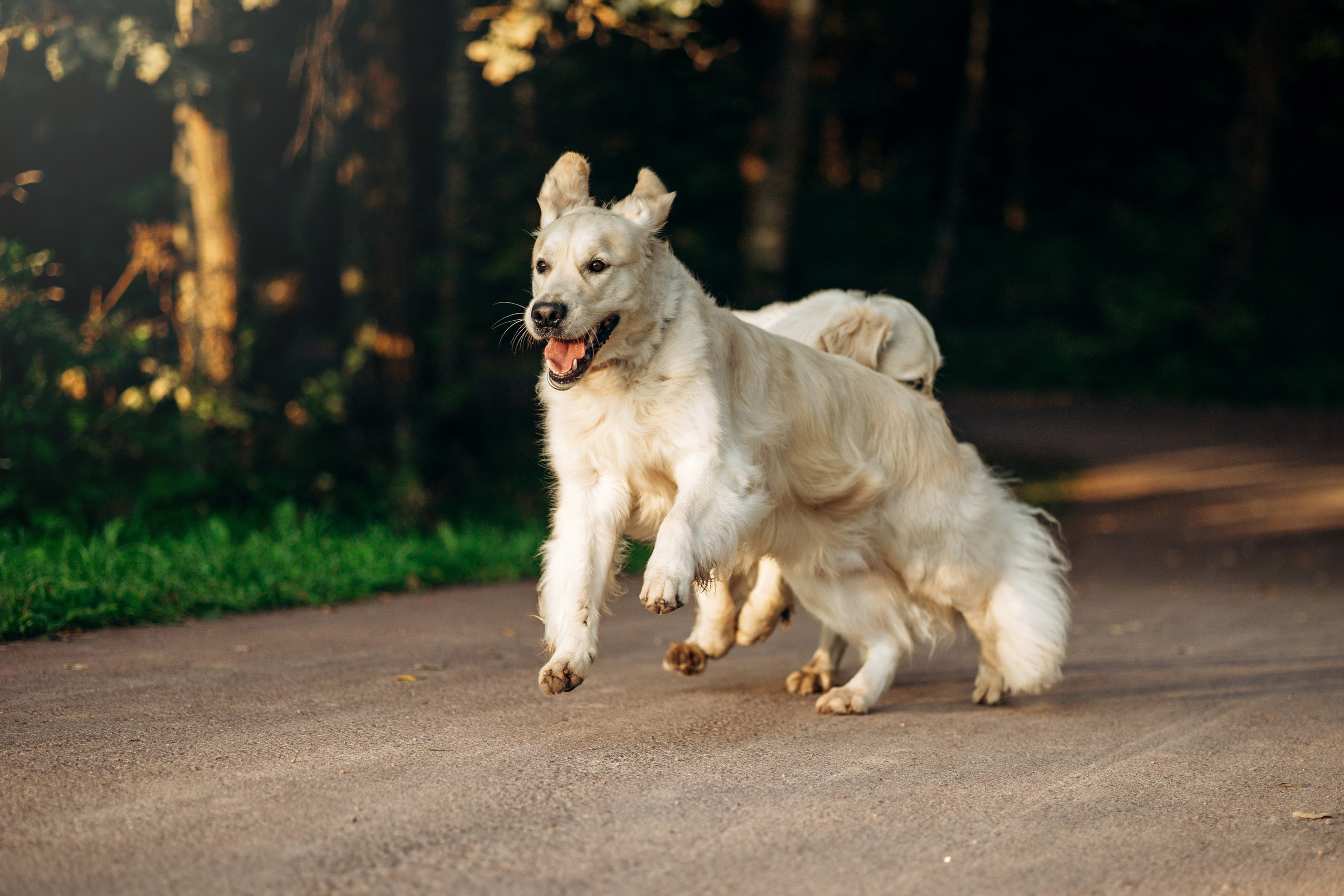 Ирина и ее золотинки. Фотограф — Анималист | Санкт-Петербург