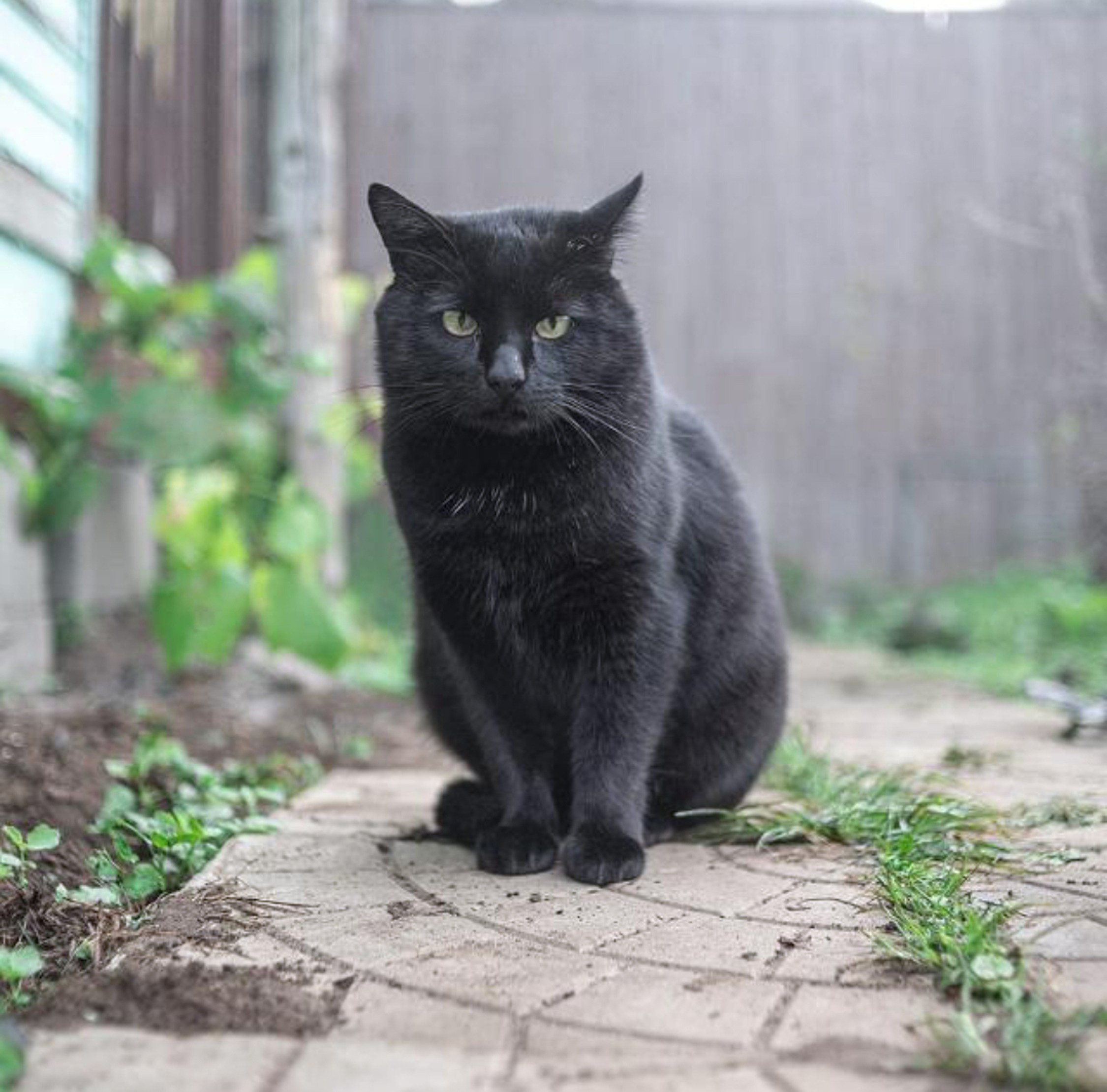 Питомцы. Фотография, фотопроекты