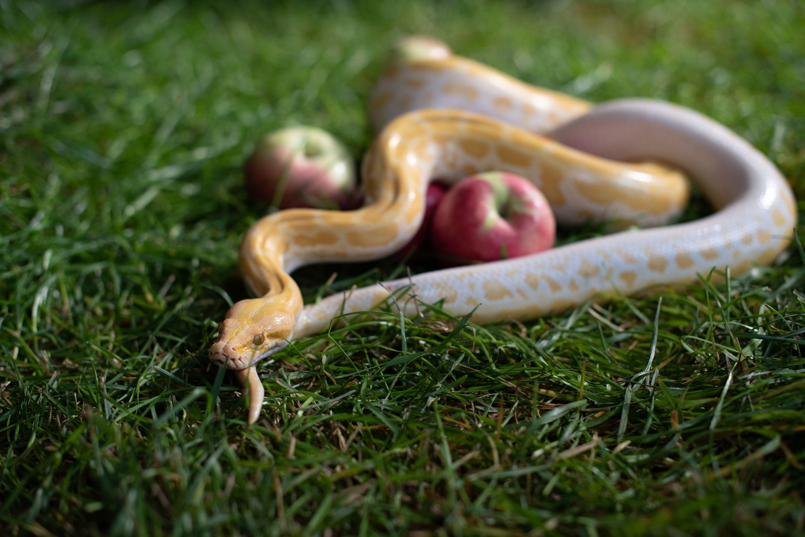 Belly dancing. Фотограф портретист в Москве Мария Селиванова