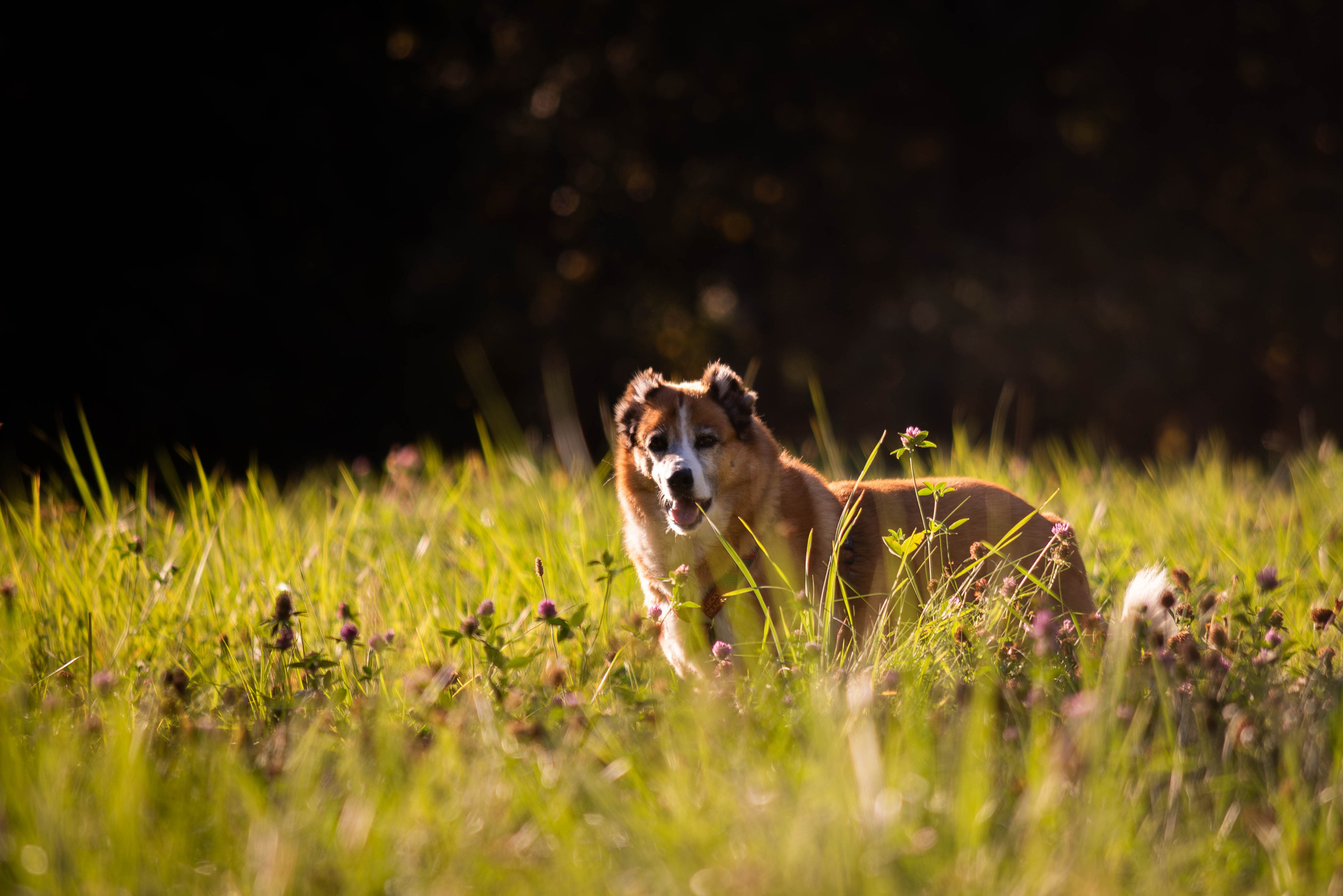 Ник и Полина. Фотограф Светлана Блинова, Москва и Московская область