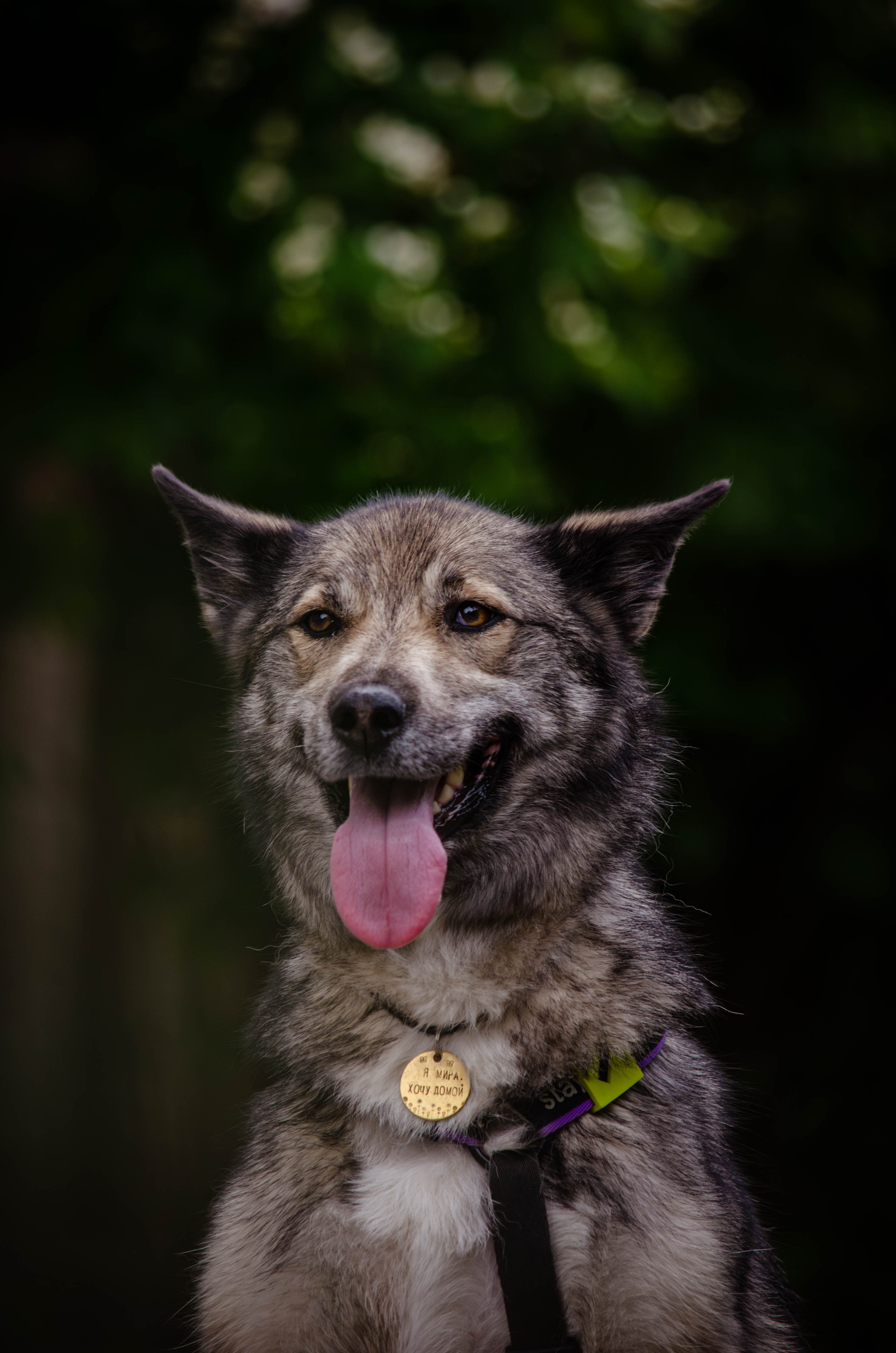 Мира и Чиж. Фотограф Светлана Блинова, Москва и Московская область