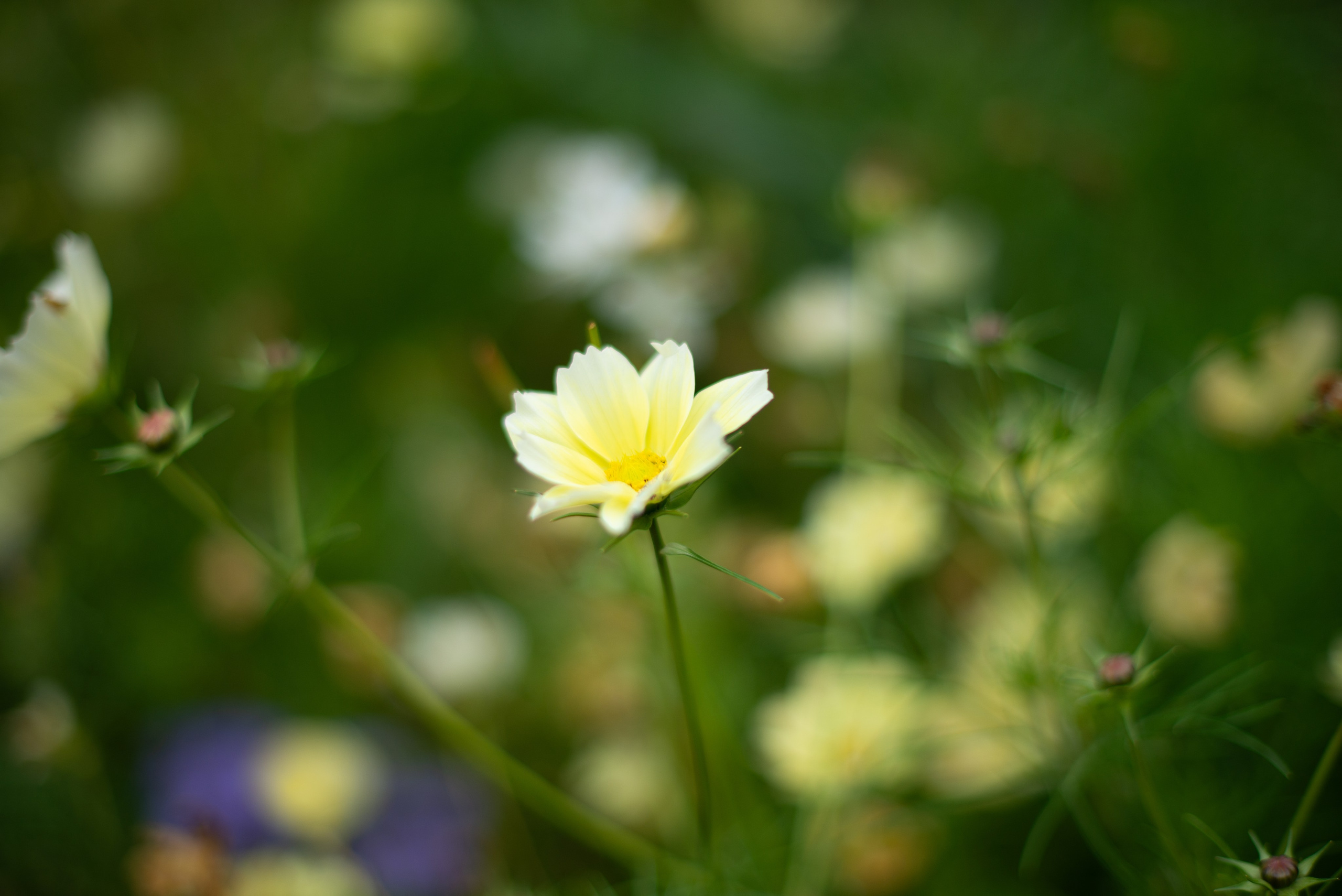 Цветы сада МГУ. Victoria Radjevna Репортажный Фотограф — Видеограф Москва • Санкт-Петербург