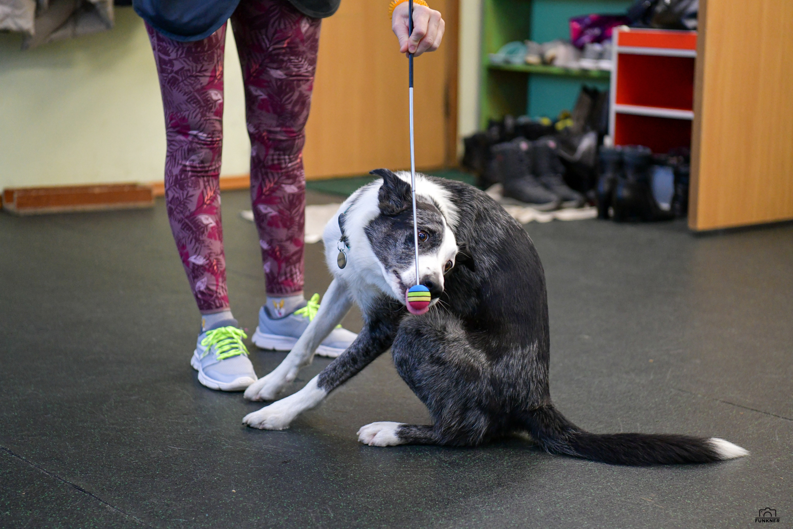Кинологический клуб «Бодрый хвост». Свой взгляд через объектив