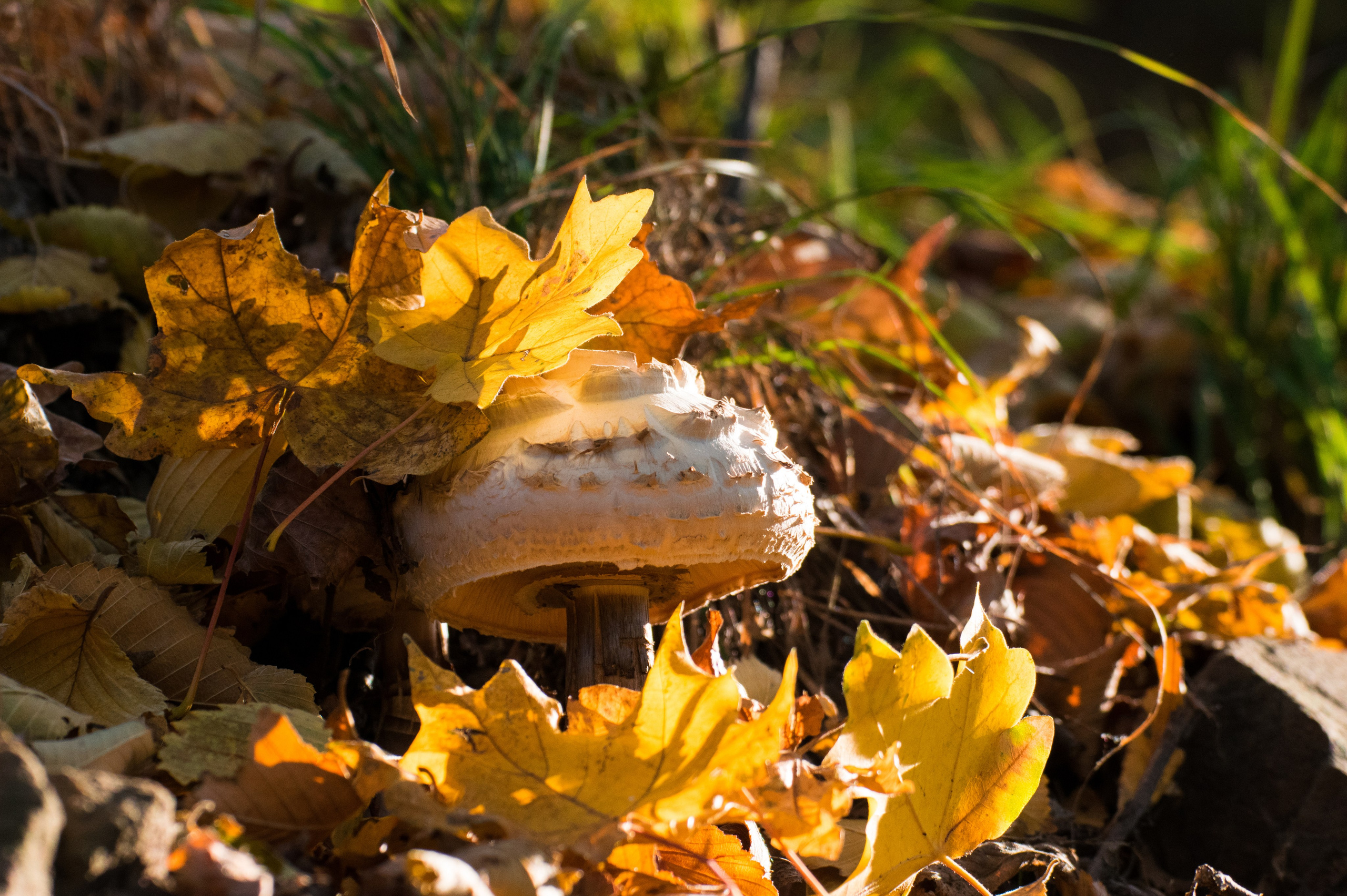 Грибы. Фотограф Вадим Хмурковский