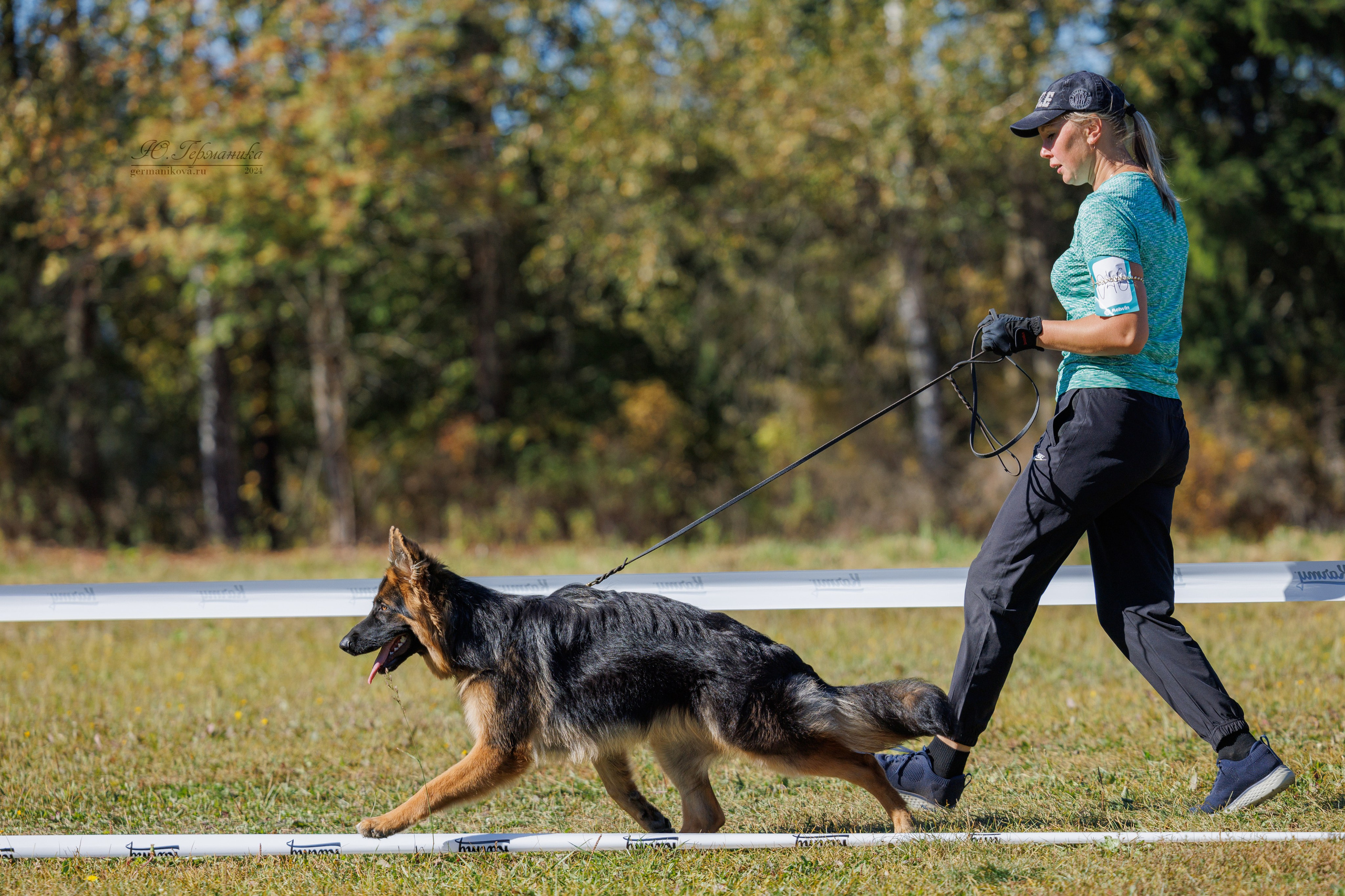Тверь немецкие овчарки 22.09.2024. Фотограф-анималист Юлия Германика