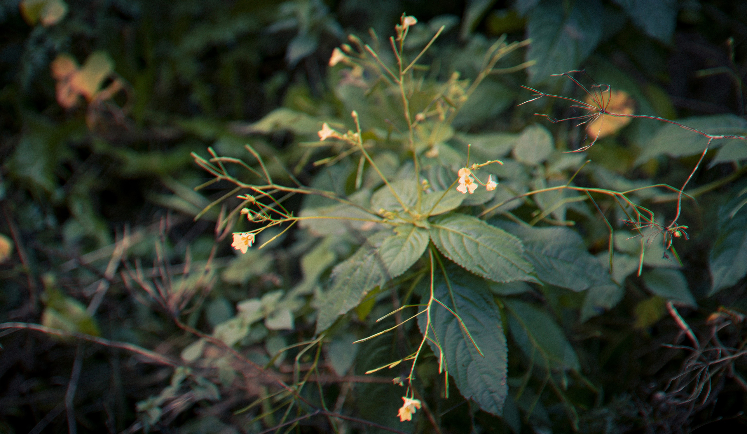 Из наблюдений. Плак или Квак