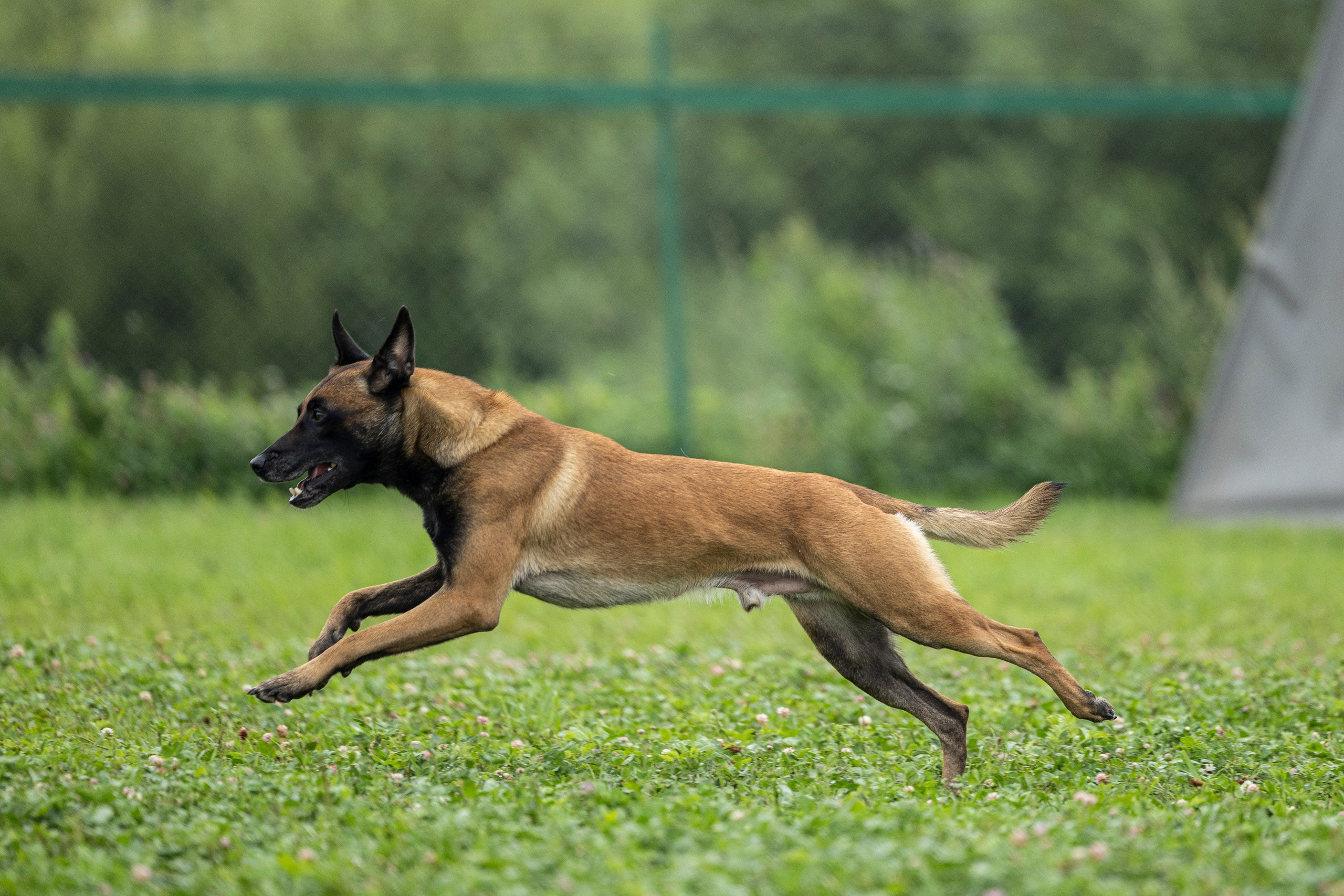 Соревнования по Мондьорингу г. Вологда 10-11.08.2024. Фотограф-анималист Анна Маринич