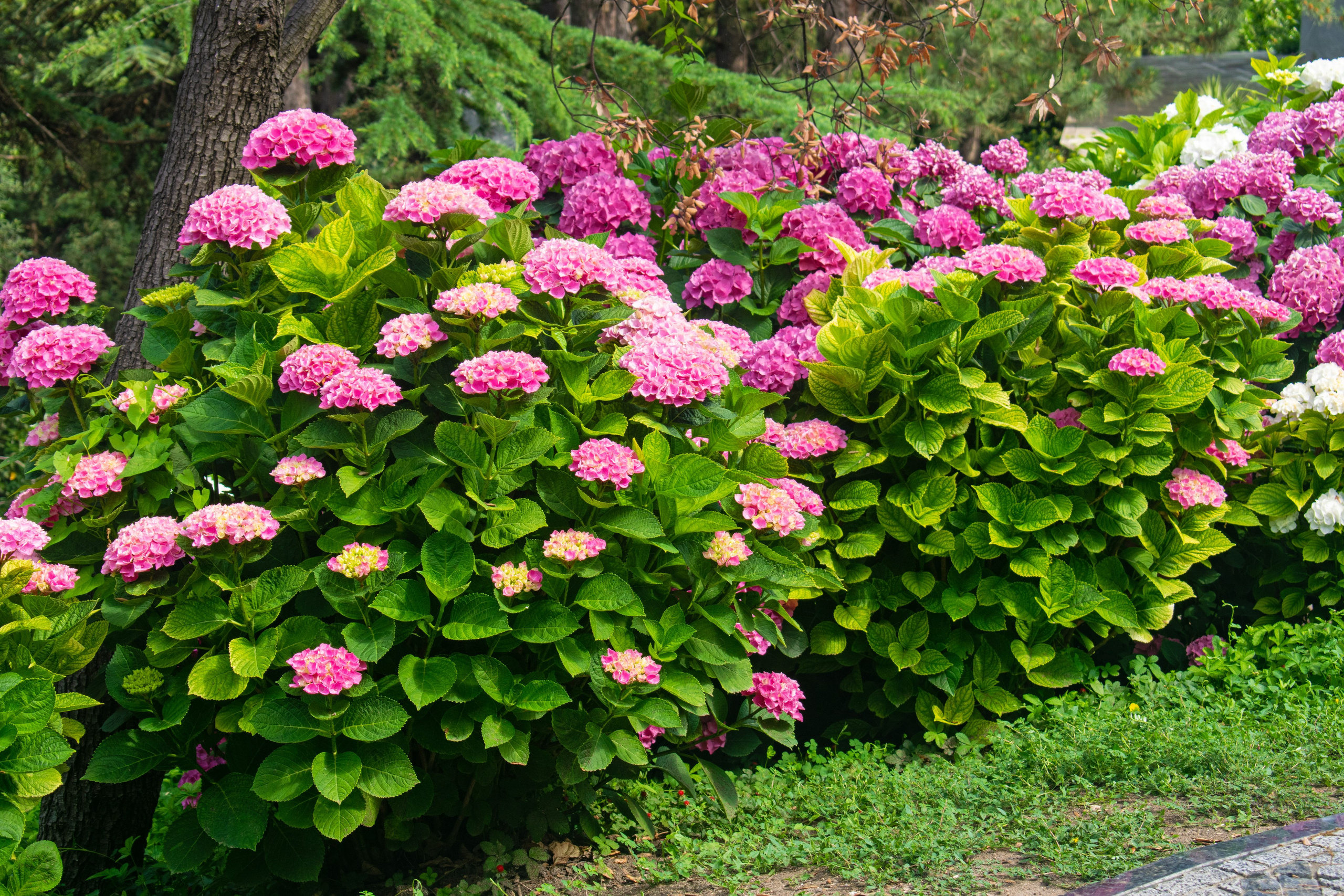 Садово-парковая и ландшафтная фотосъёмка. Фотограф в Карелии, Сортавала, Рускеала Наталья Зверева