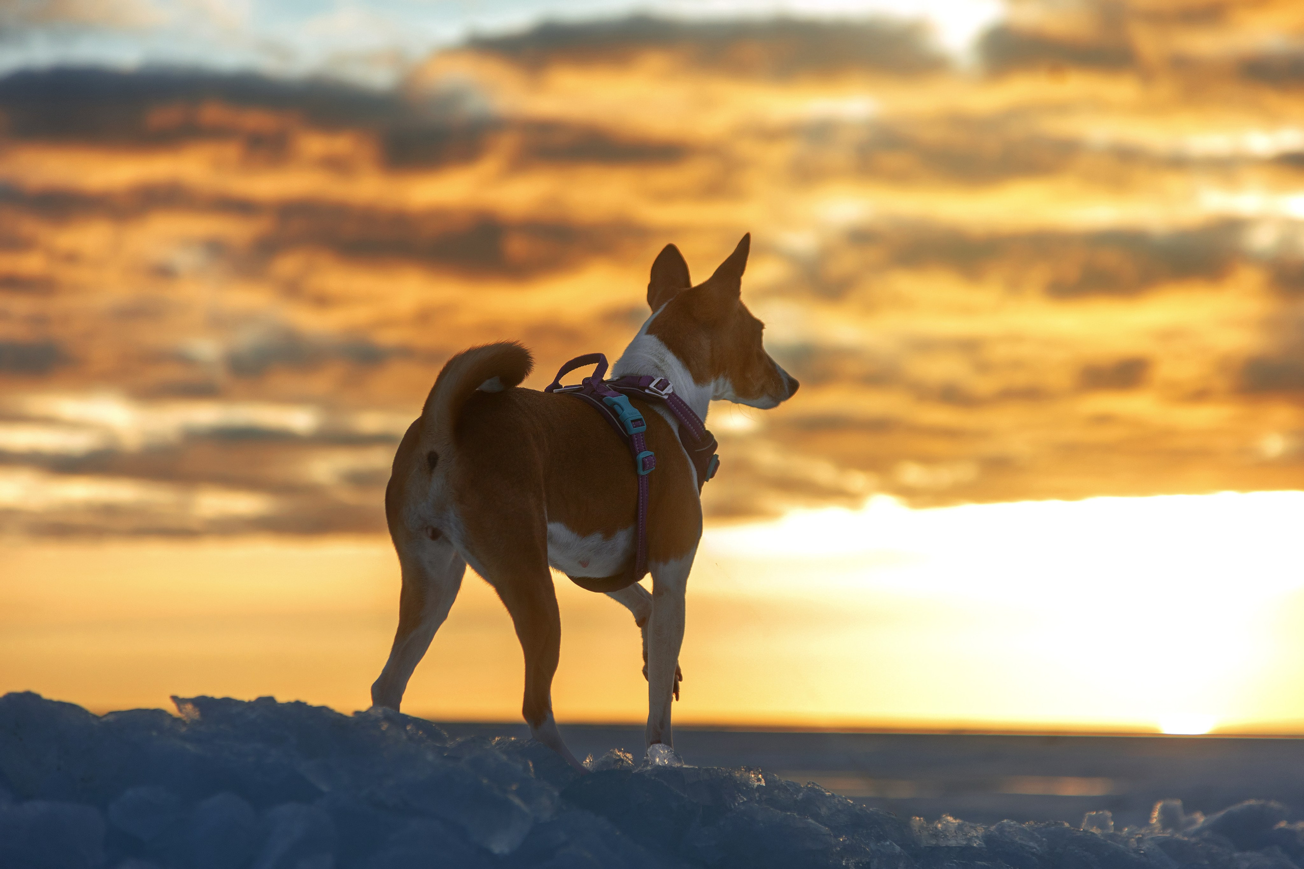 Закатный залив. Фотограф анималист Никита Натальный