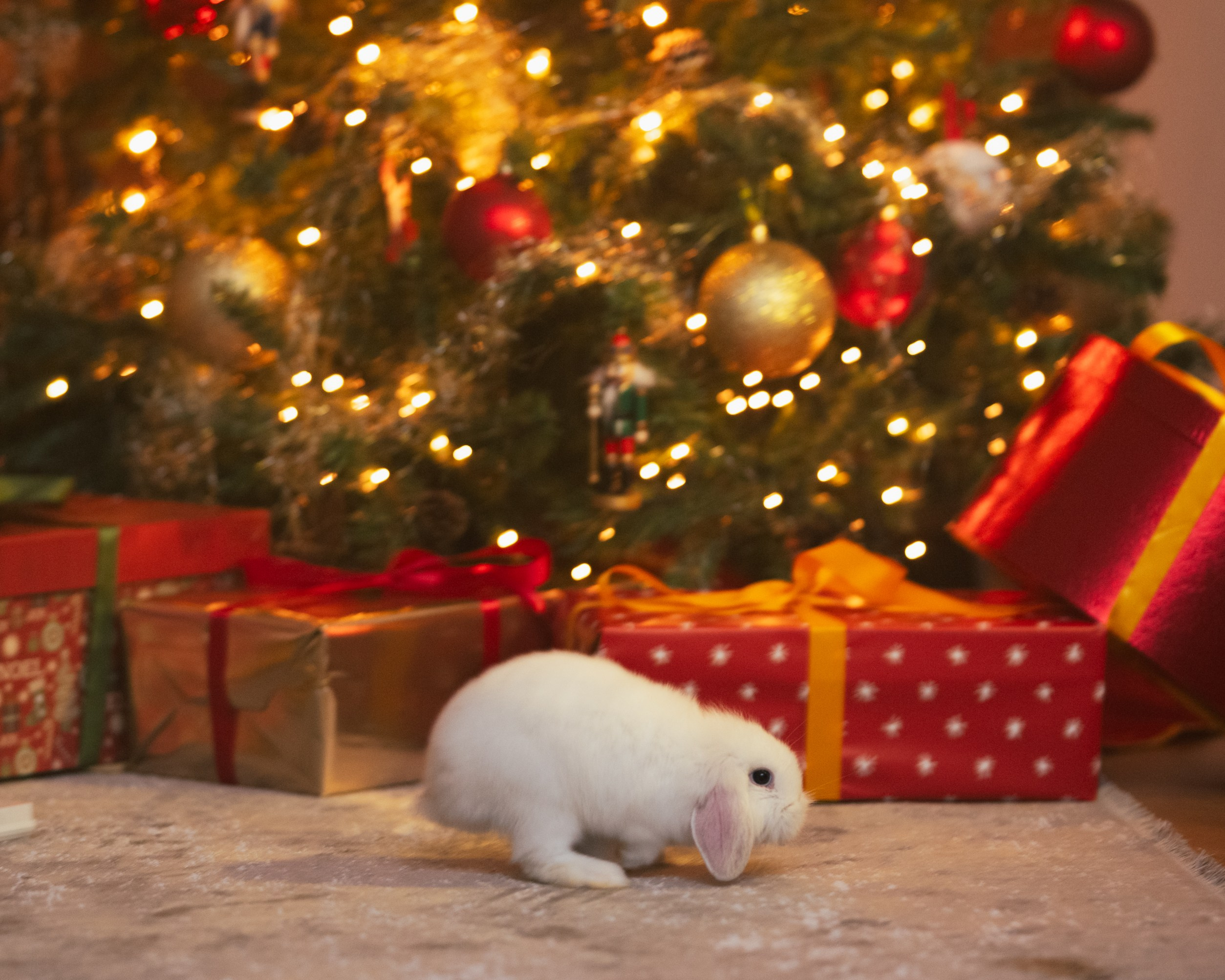 CHRISTMAS FOR VIKTOR AND ALEKSANDR. Anastasiia Antoniuk portrait, family and couple photographer, Portugal