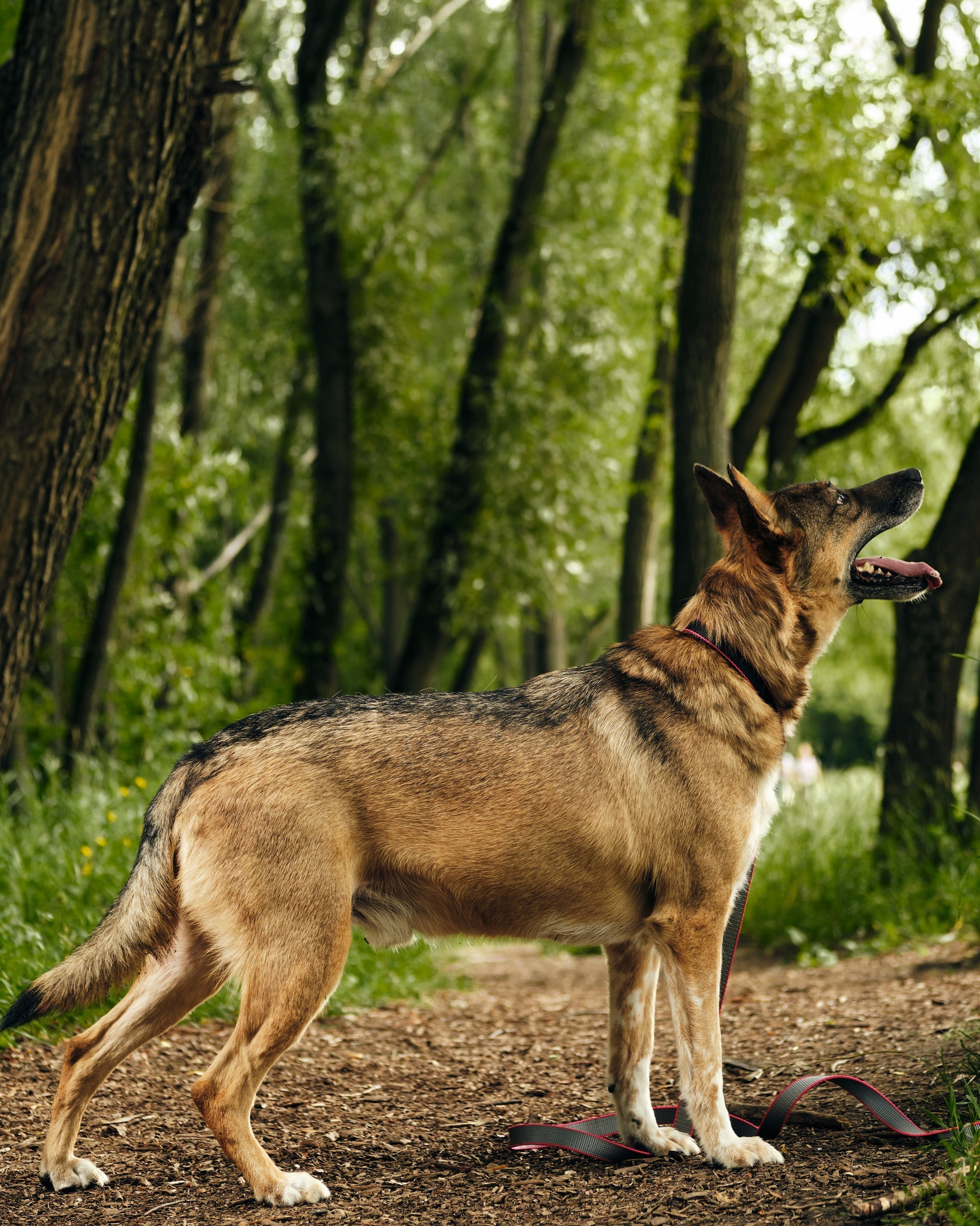 Фотосессия  для паши пса. Профессиональный фотограф в Москве — Максим Дьяконов