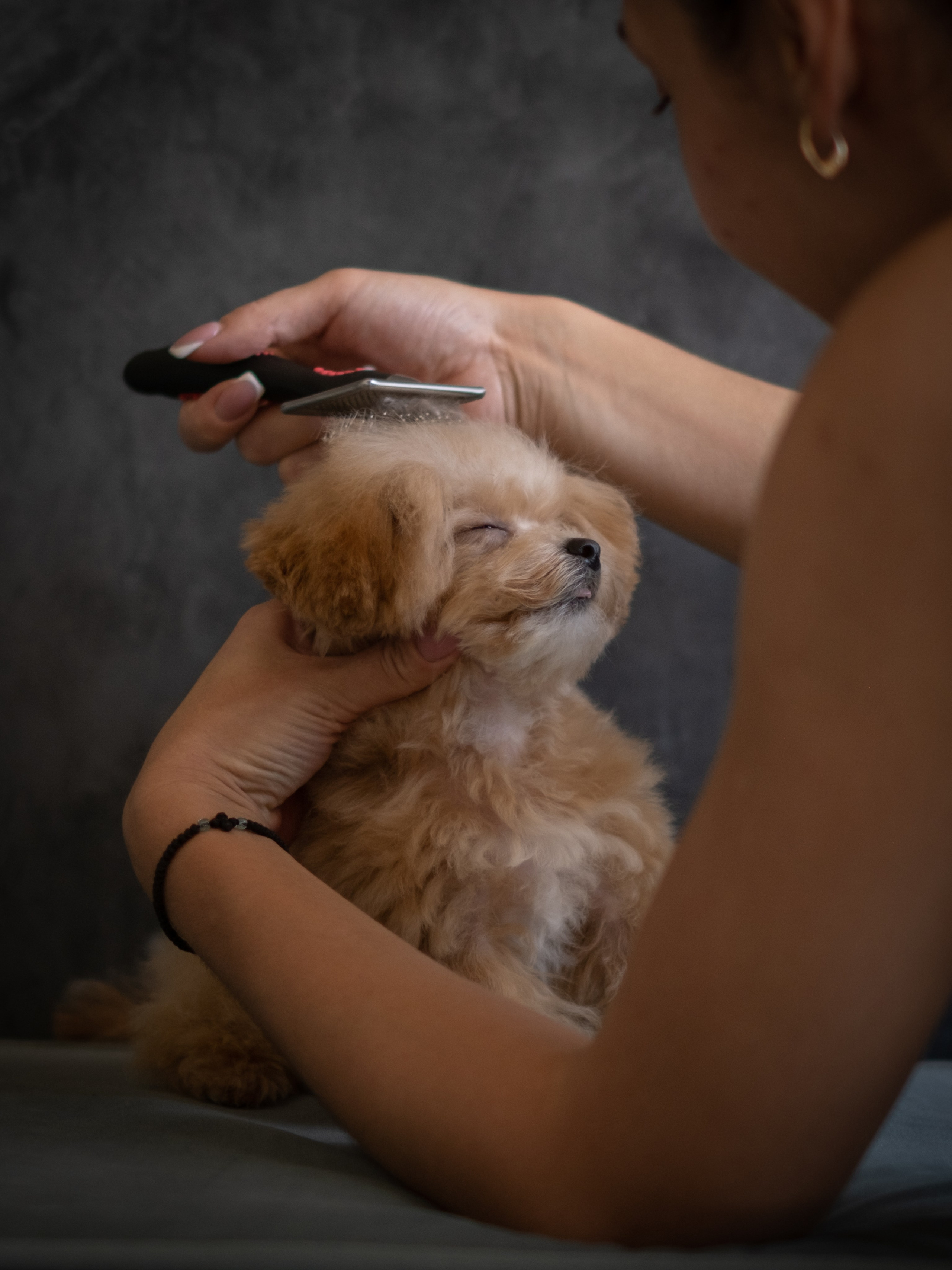 Весёлые пудель и мальтипу для Романа!. Зоофотограф, фотограф животных в Москве и области Дина Дамоцева