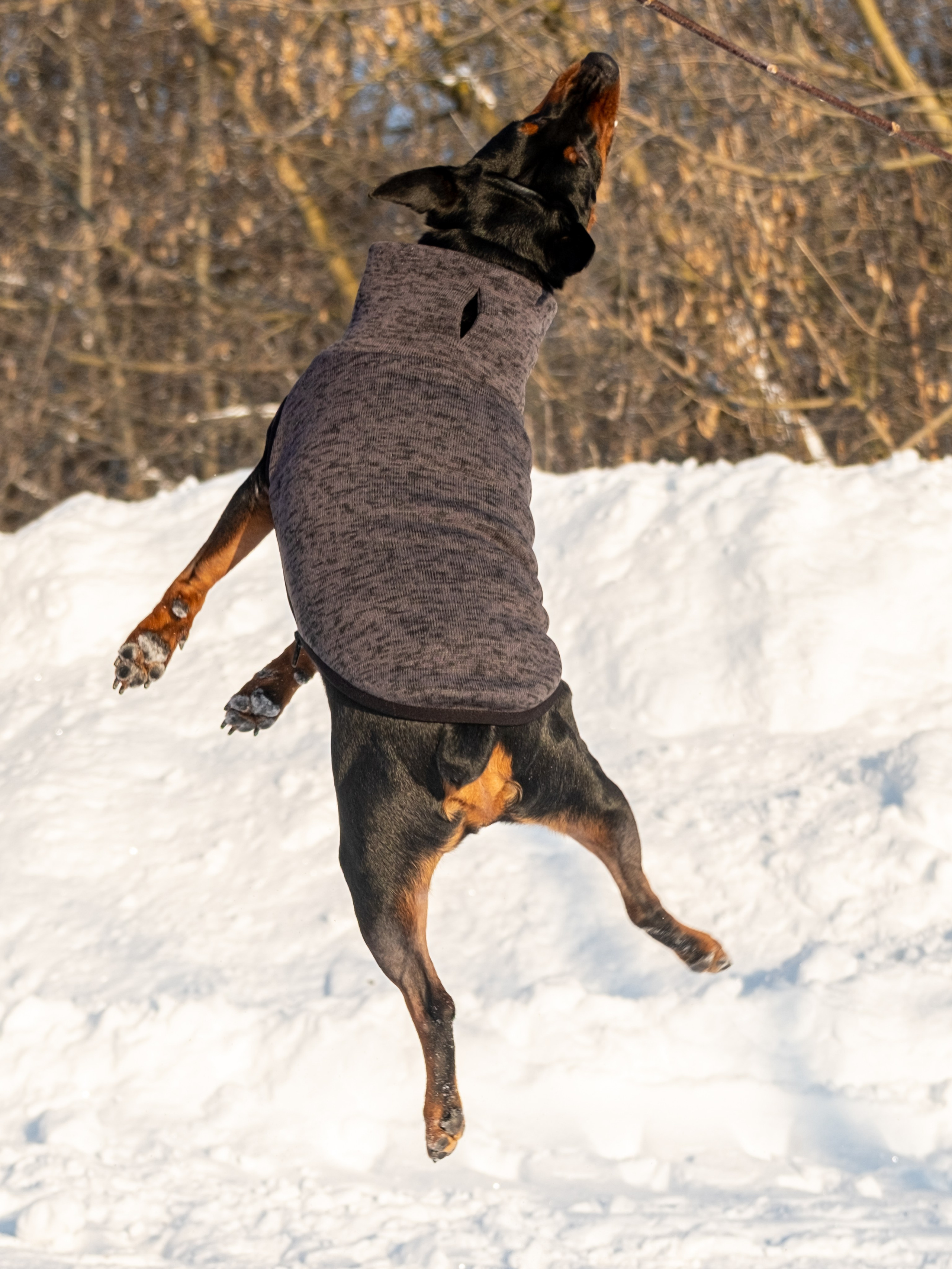 Одежда для собак. Заказчик — Екатерина!. Зоофотограф, фотограф животных в Москве и области Дина Дамоцева