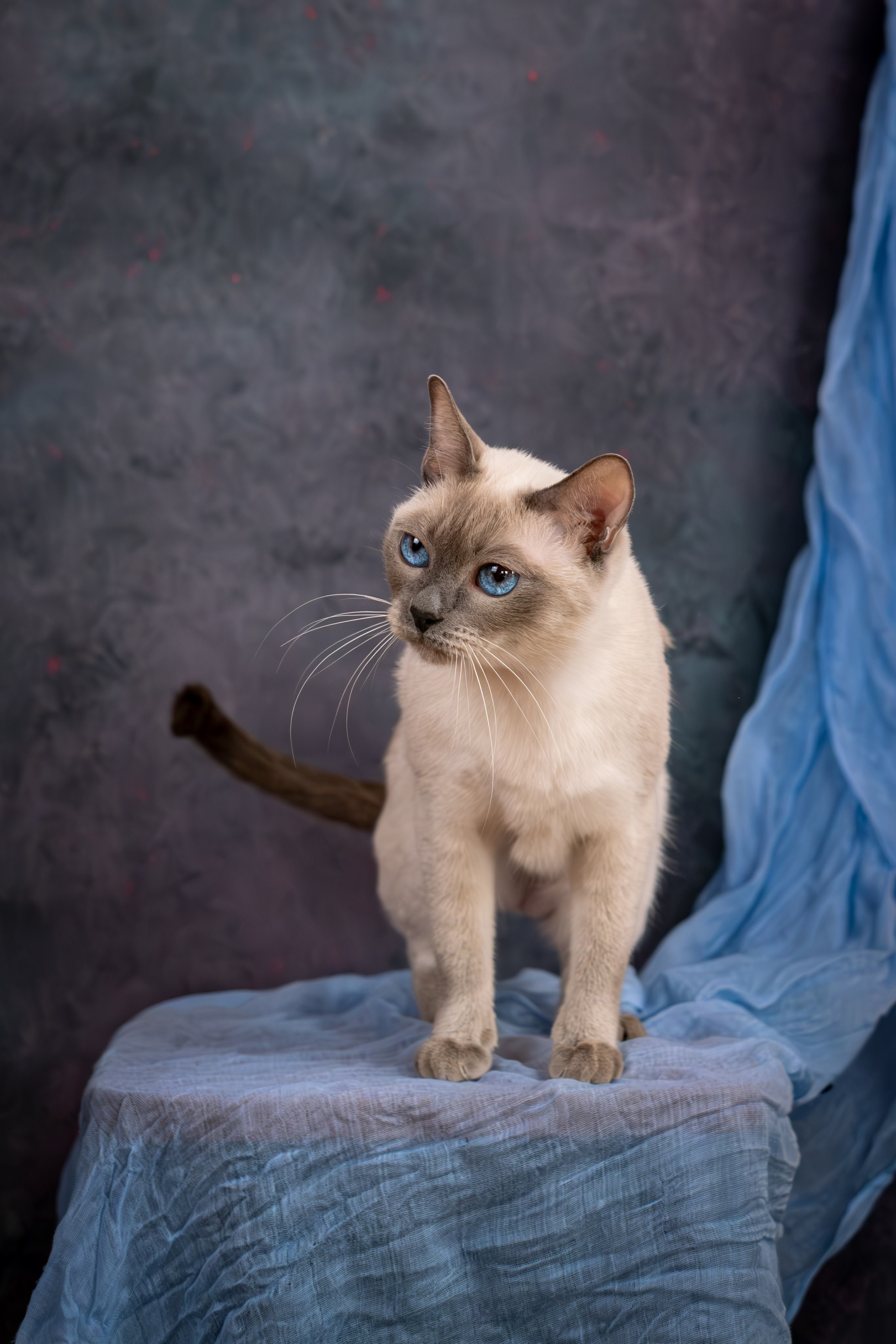 Тайские котята для Никиты и Ольги. Зоофотограф, фотограф животных в Москве и области Дина Дамоцева