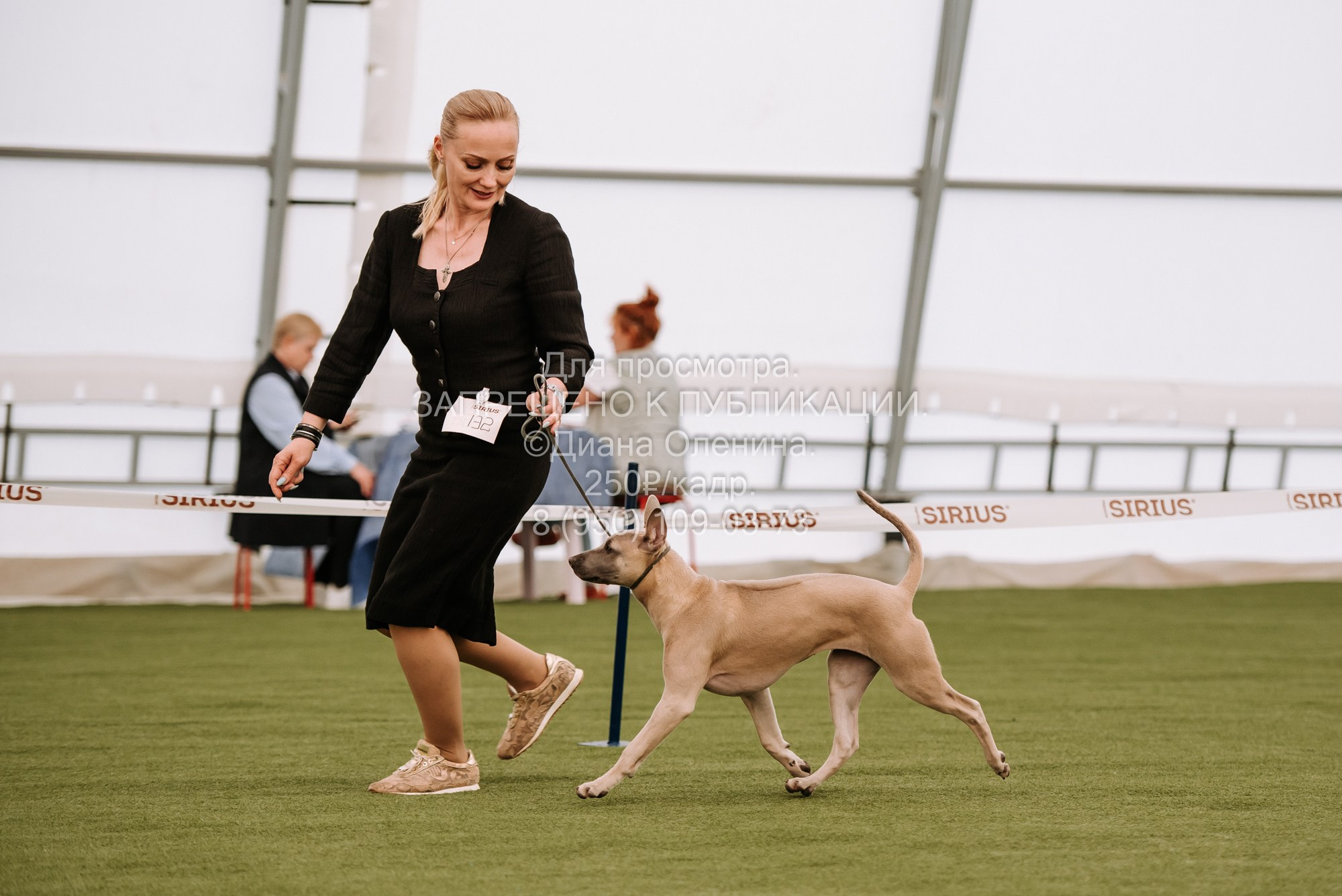 Выставка собак Красноярск 2.06. Фотограф Диана Оленина Красноярск / Братск