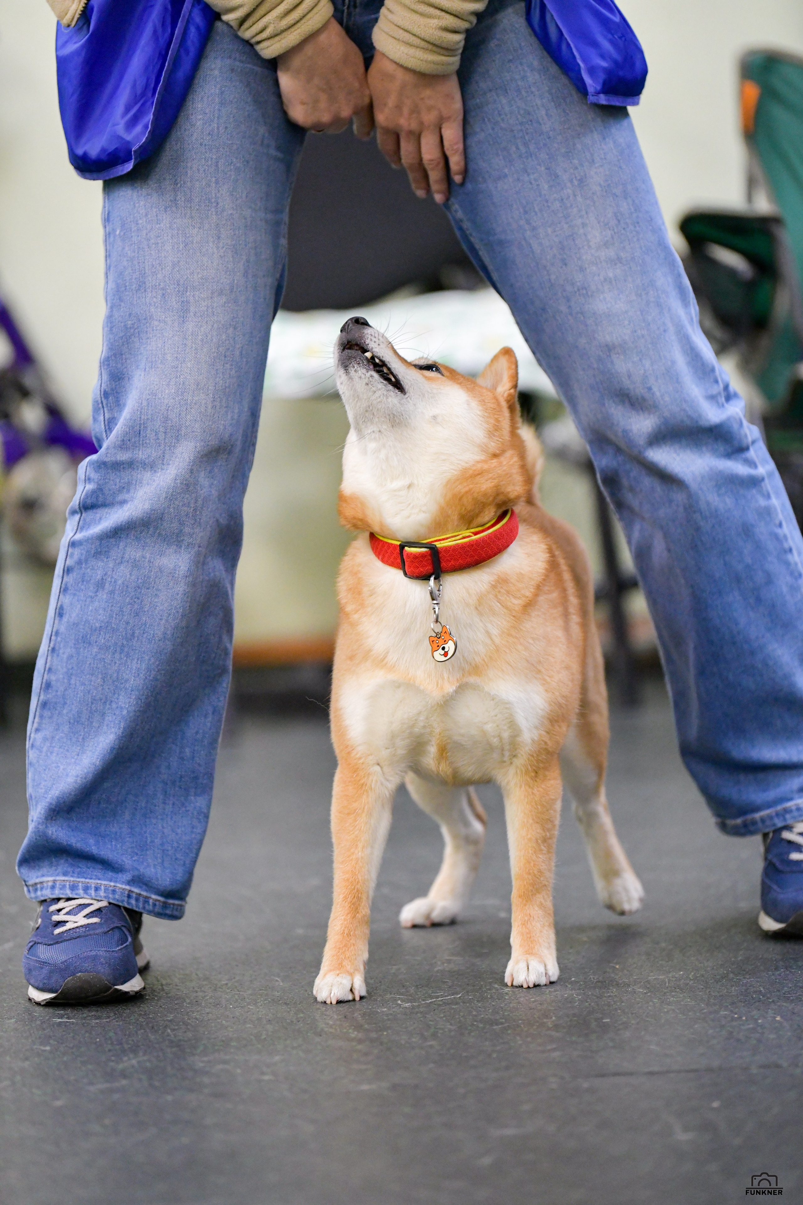 Кинологический клуб «Бодрый хвост». Свой взгляд через объектив