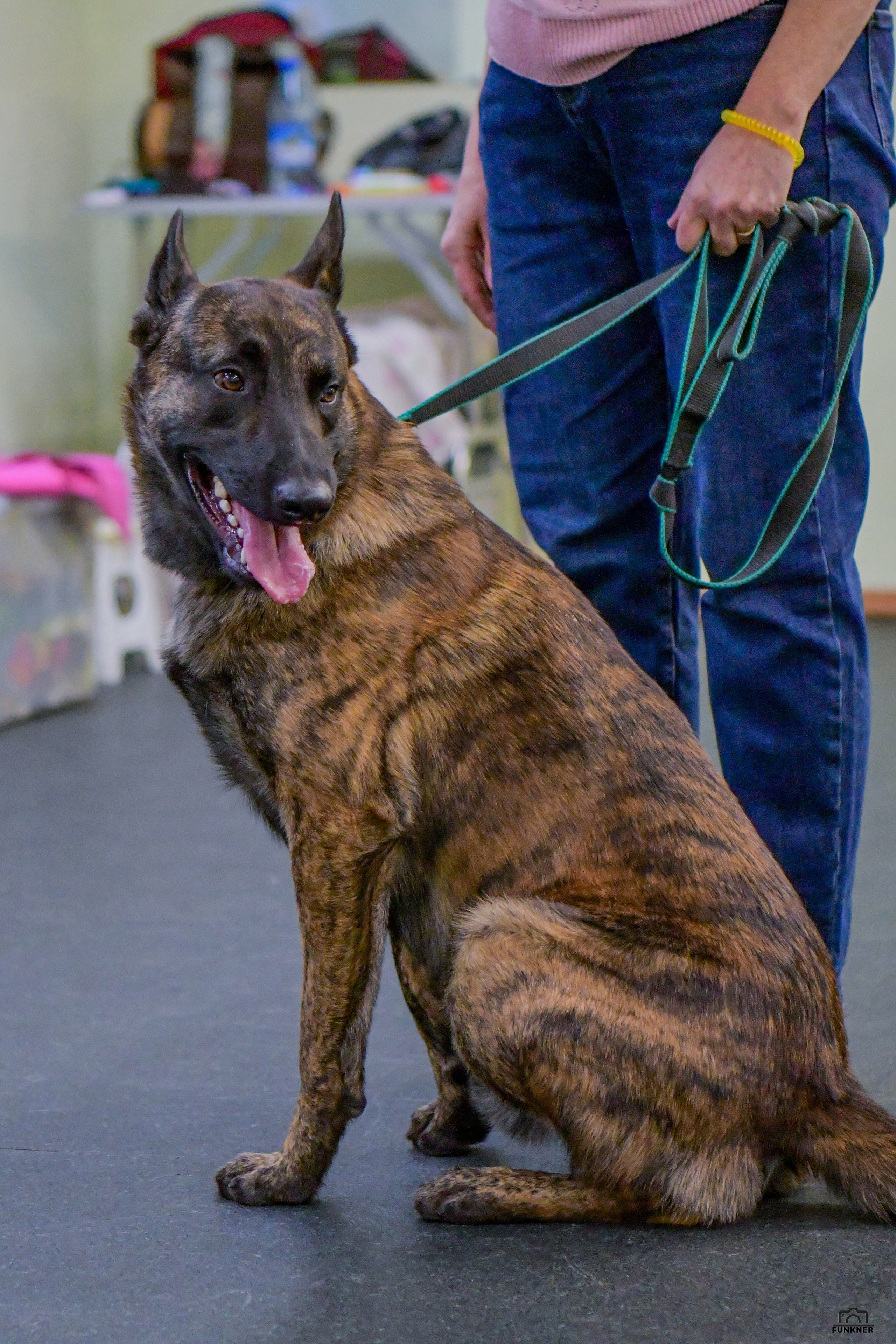 Кинологический клуб «Бодрый хвост». Свой взгляд через объектив