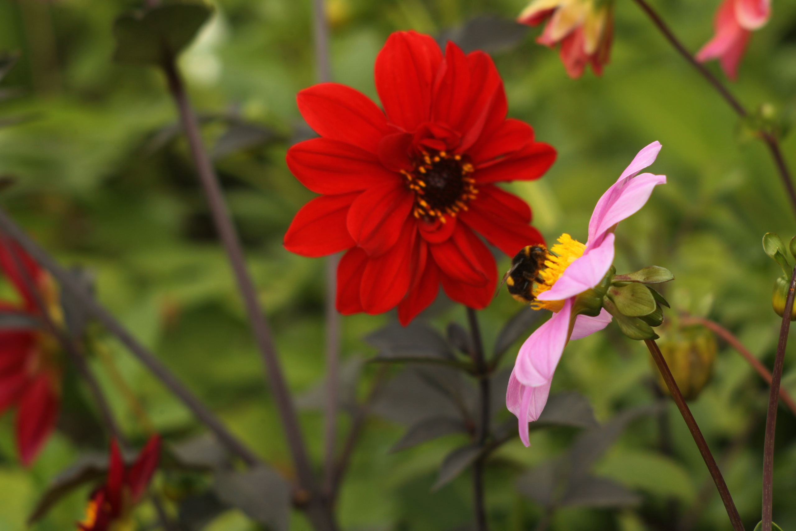 Цветочный импрессионизм. Сайт фотографа Виталия Дени