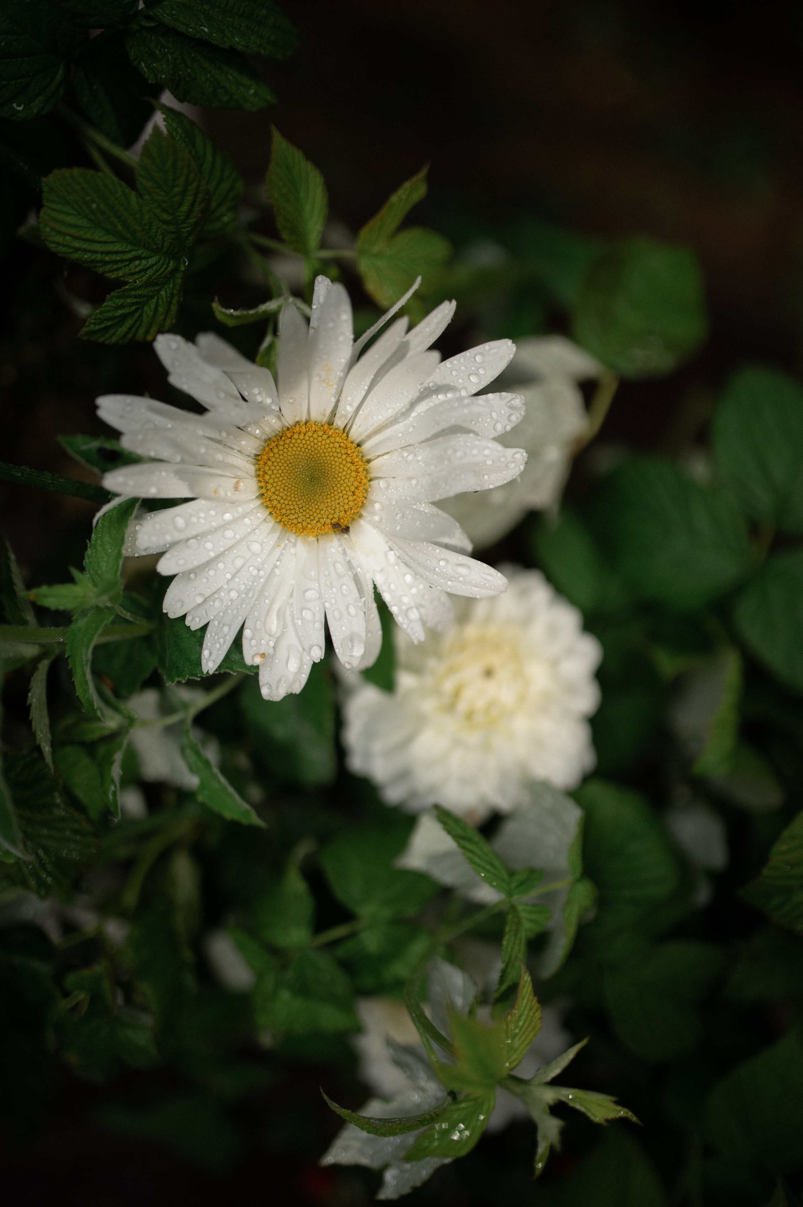 Коля & Вика. Оформление свадеб, декор свадеб Вера Маркова, Москва
