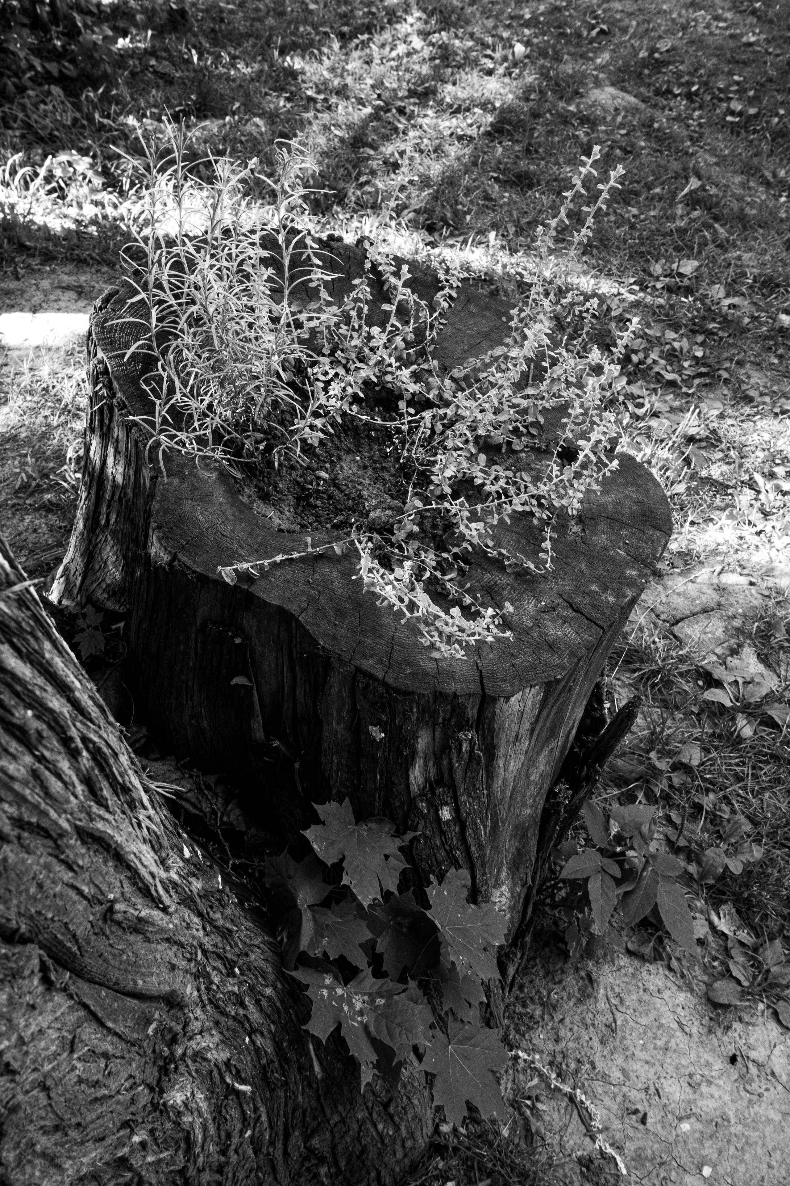 Абрамцево. Портретный и архитектурный фотограф в Москве и Санкт-Петербурге
