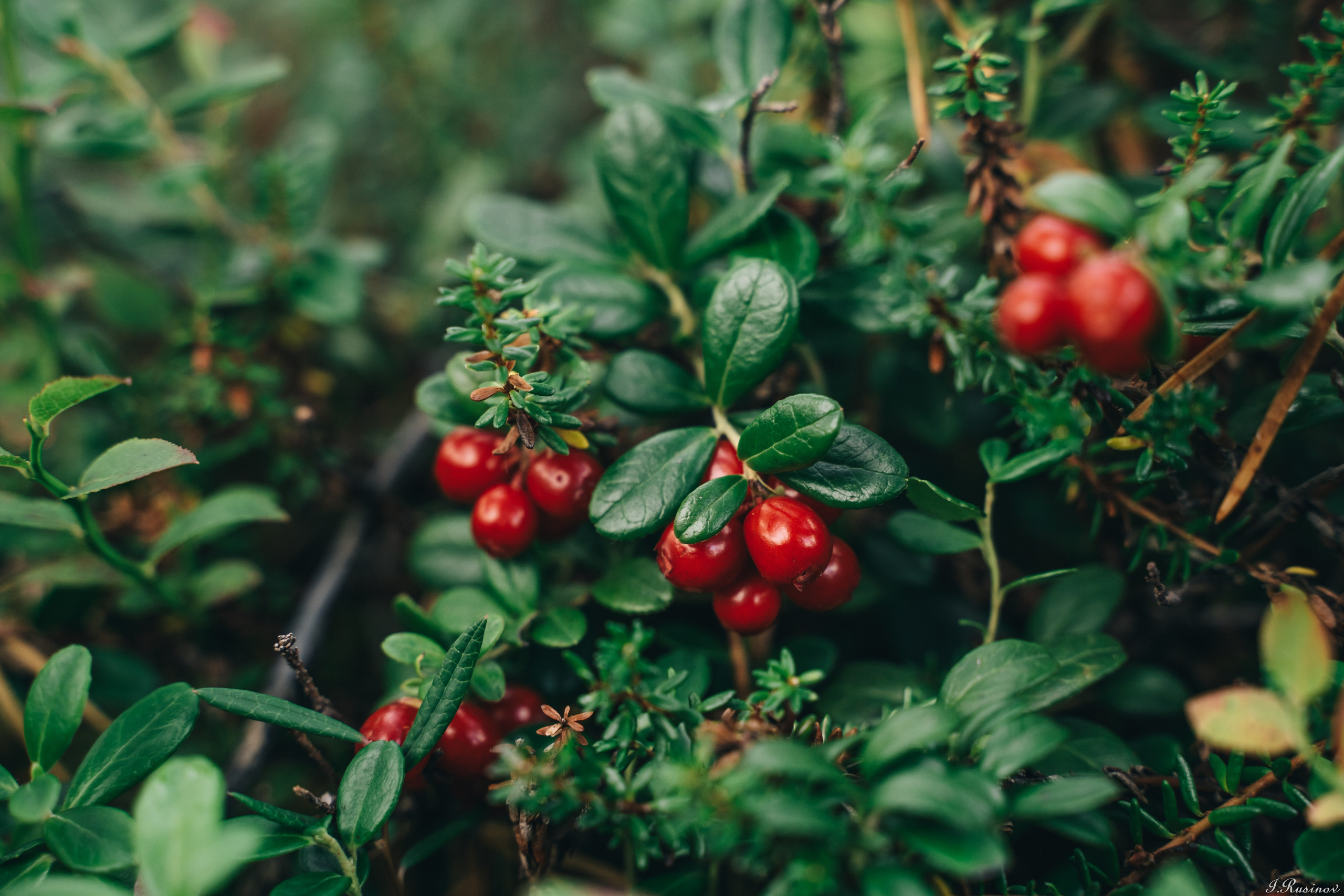 ХИБИНЫ 2021 г. Event фотограф Степанова Александра