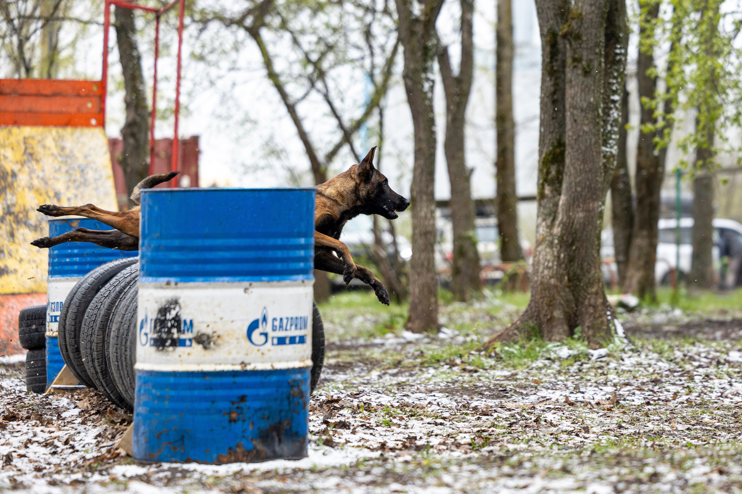 Квалификационные состязания по мондьорингу г. Вологда 11.05.24. Фотограф-анималист Анна Маринич