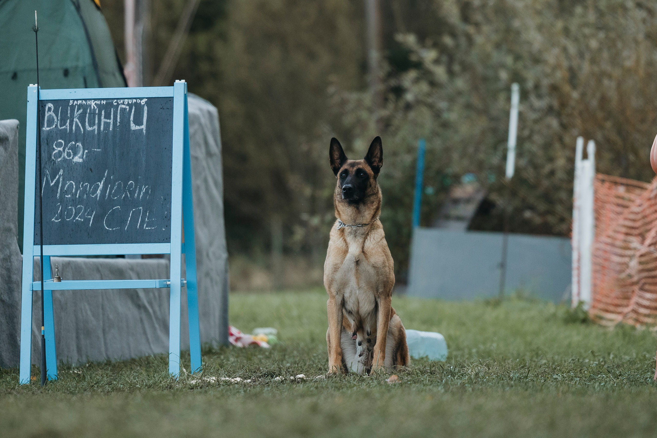 Испытания по мондьорингу г. Пушкин 29.09.2024. Фотограф-анималист Анна Маринич
