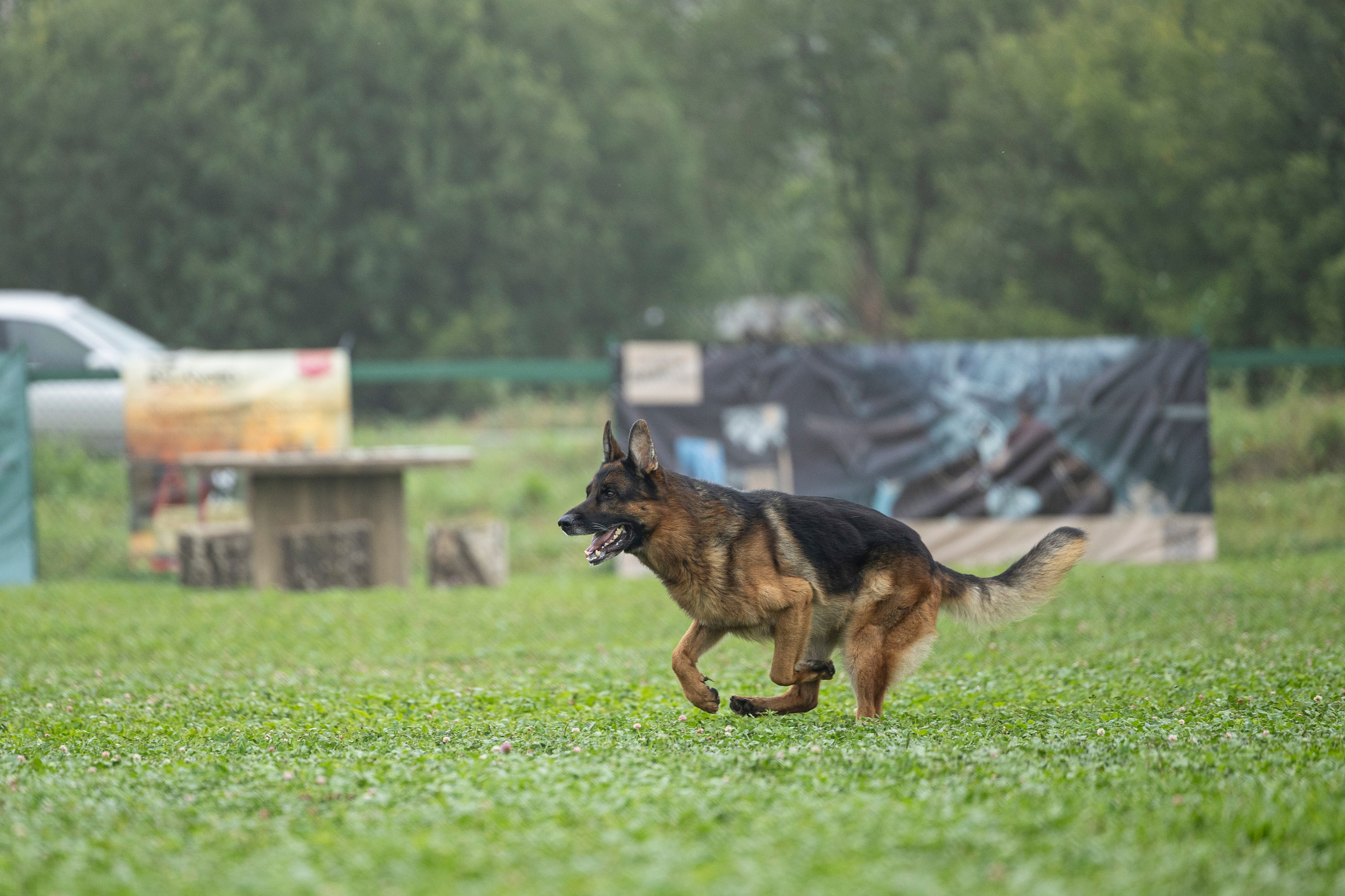 Соревнования по Мондьорингу г. Вологда 10-11.08.2024. Фотограф-анималист Анна Маринич