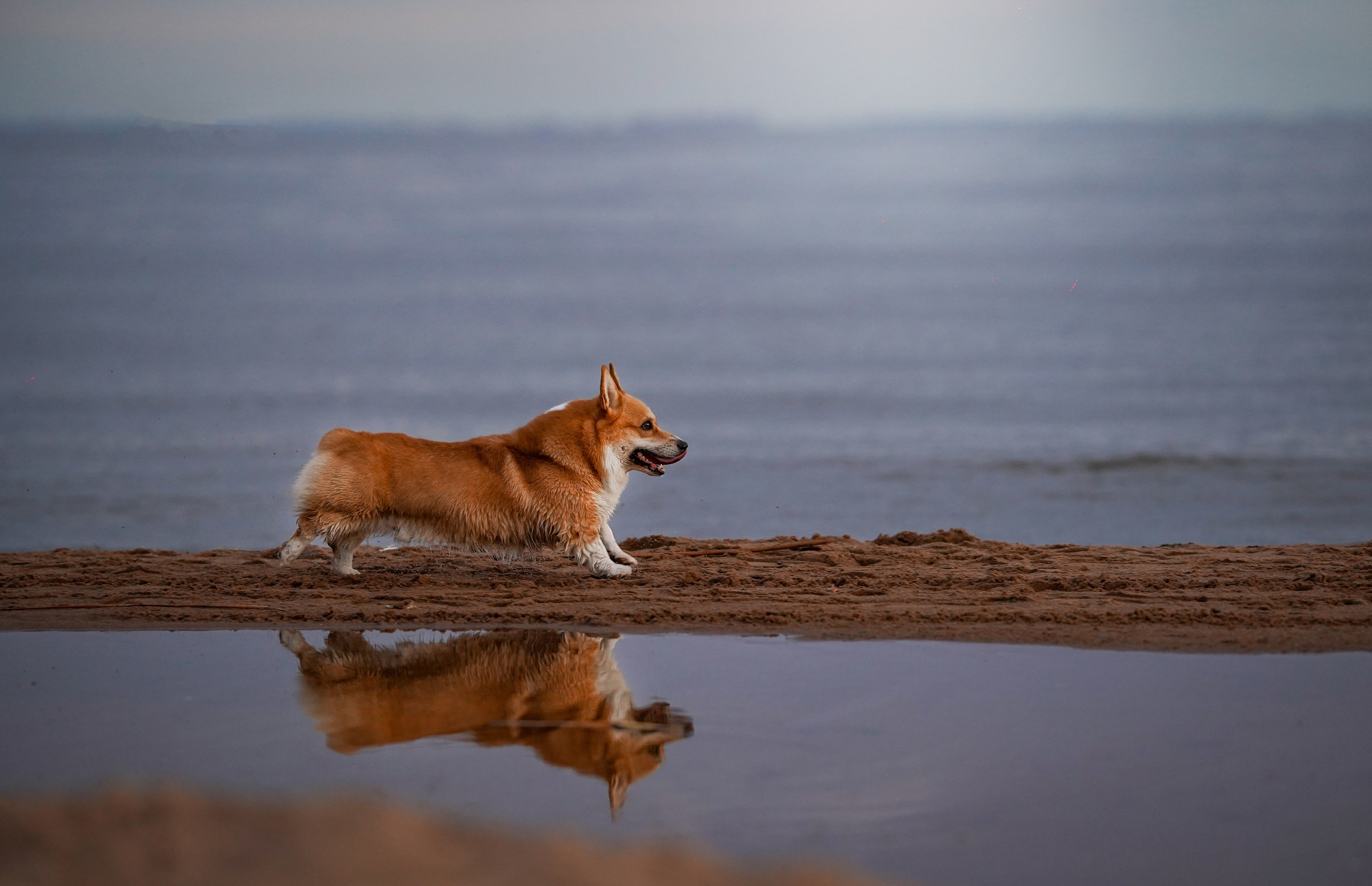 Катя Алиса и коржики. Фотограф-анималист в Санкт-Петербурге Яна Мартынова