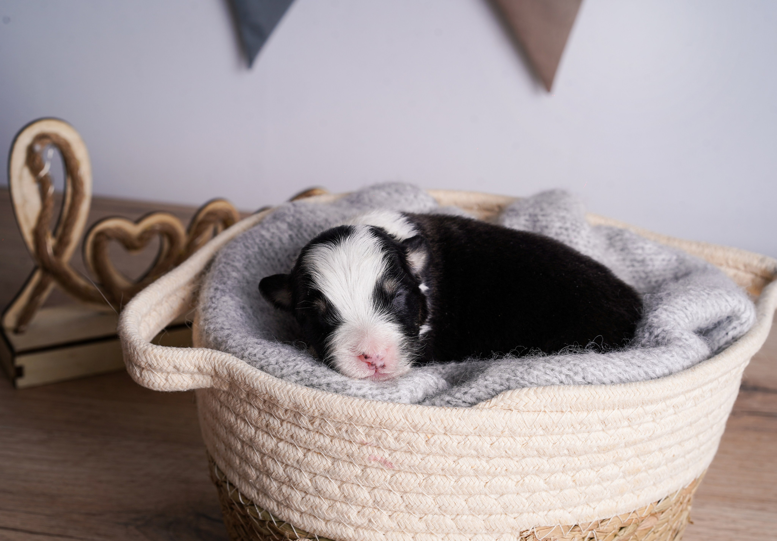 Щенки аусси. Фотограф-анималист в Санкт-Петербурге Яна Мартынова