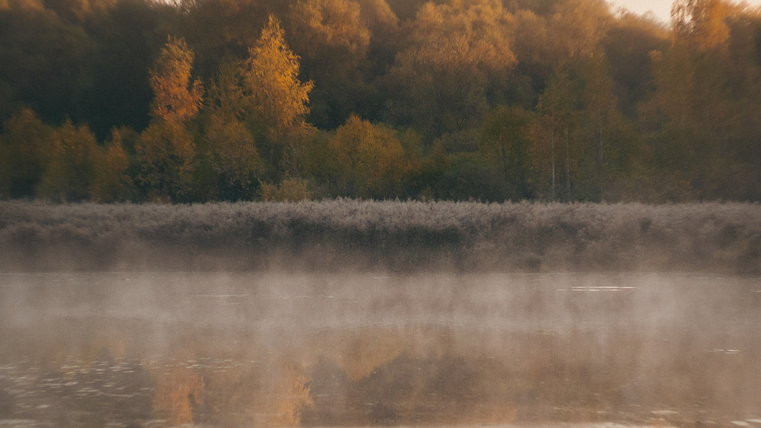 Анастасия и Бенц. Фотограф анималист в Москве и Санкт-Петербурге Свиридова Анна