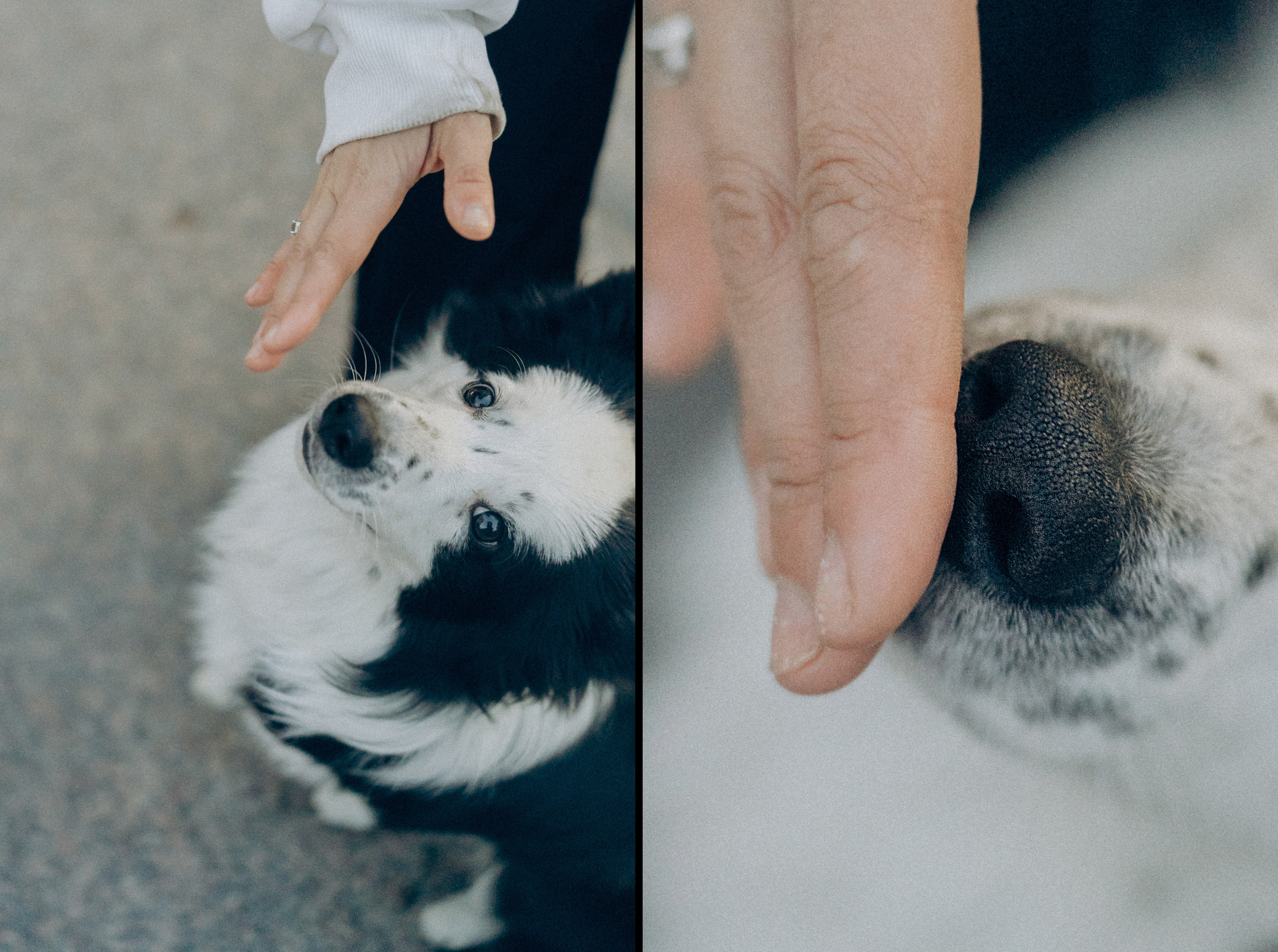 Таня, Дима и Чейси. Фотограф анималист в Москве и Санкт-Петербурге Свиридова Анна
