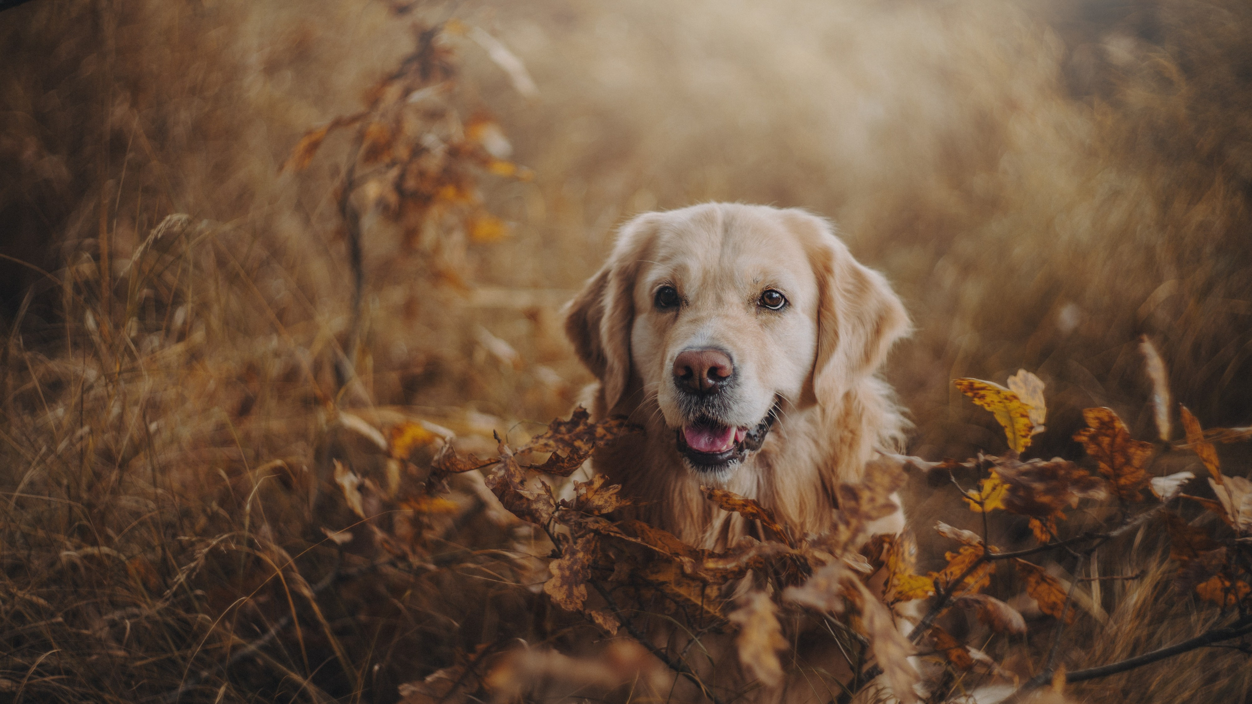 Фотограф анималист в Москве и Санкт-Петербурге Свиридова Анна